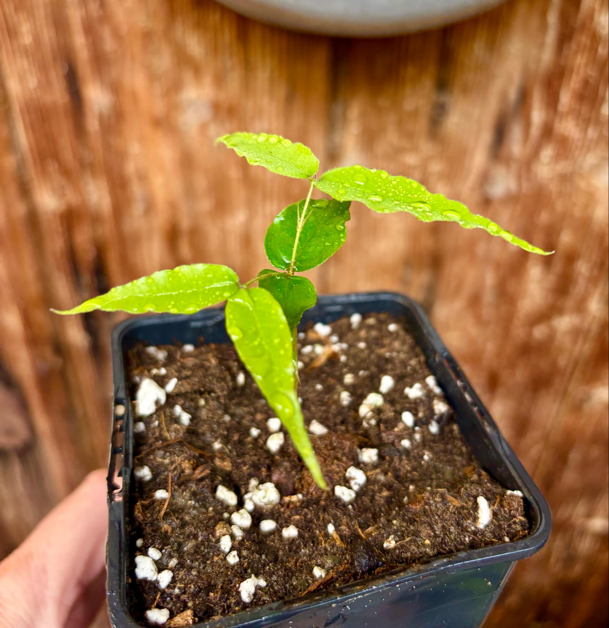 Plinia sp Dandara -  1 small potted seedling / 1 kleiner, getopfter Sämling