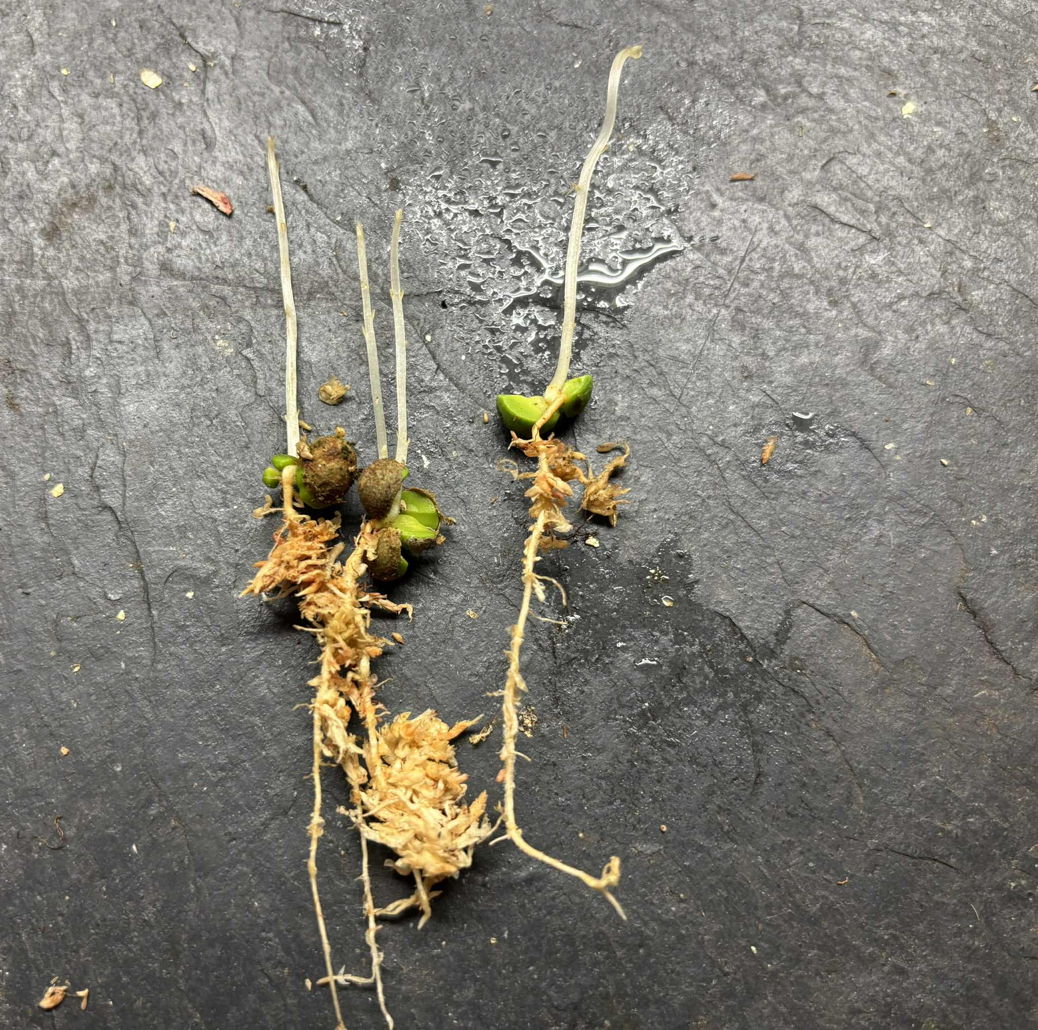 Syzygium cordatum - Water berry - 1 germinated seed / 1 gekeimter Samen