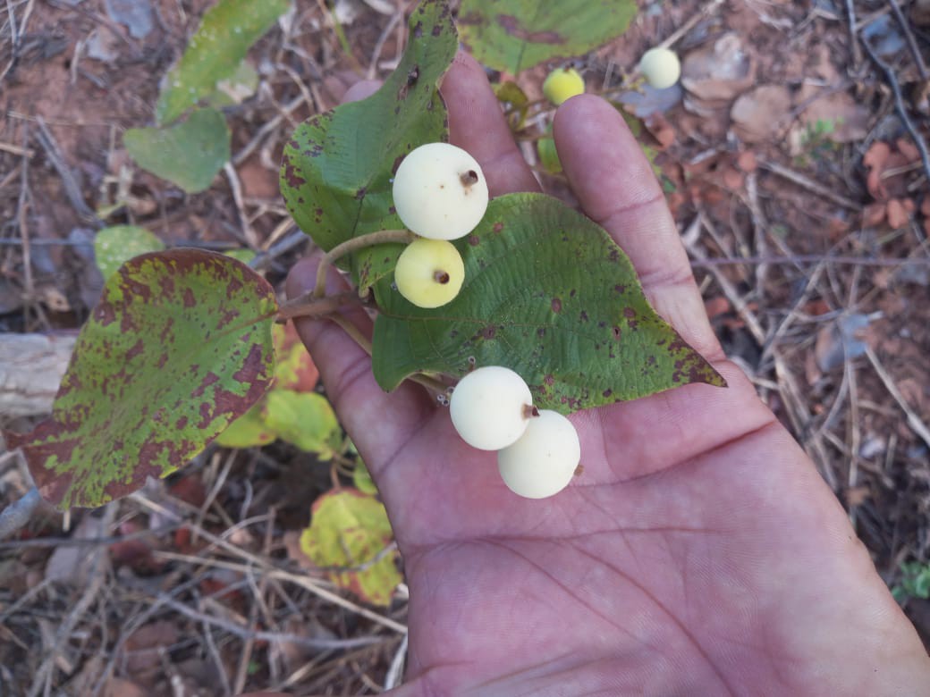 Veludo branco - Guettarda viburnoides -  1 fresh seed / 1 frischer Samen