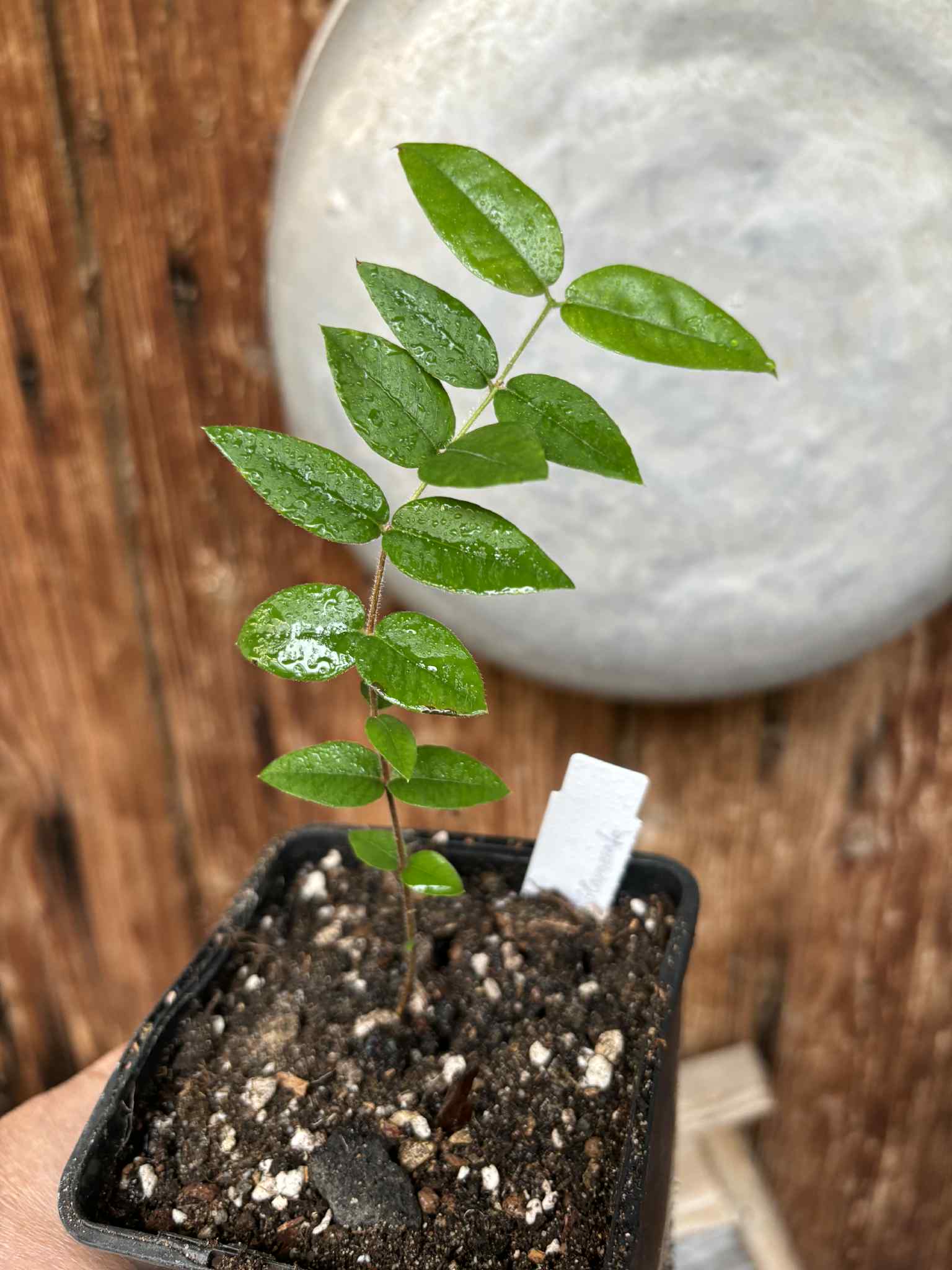 Myrciaria sp Cabeludinha preta (Blue Glomerata) - 1 small pottet seedling / 1 kleiner, getopfter Sämling Myrciaria sp Cabeludinha preta (Blue Glomerata) - 1 small pottet seedling / 1 kleiner, getopfter Sämling