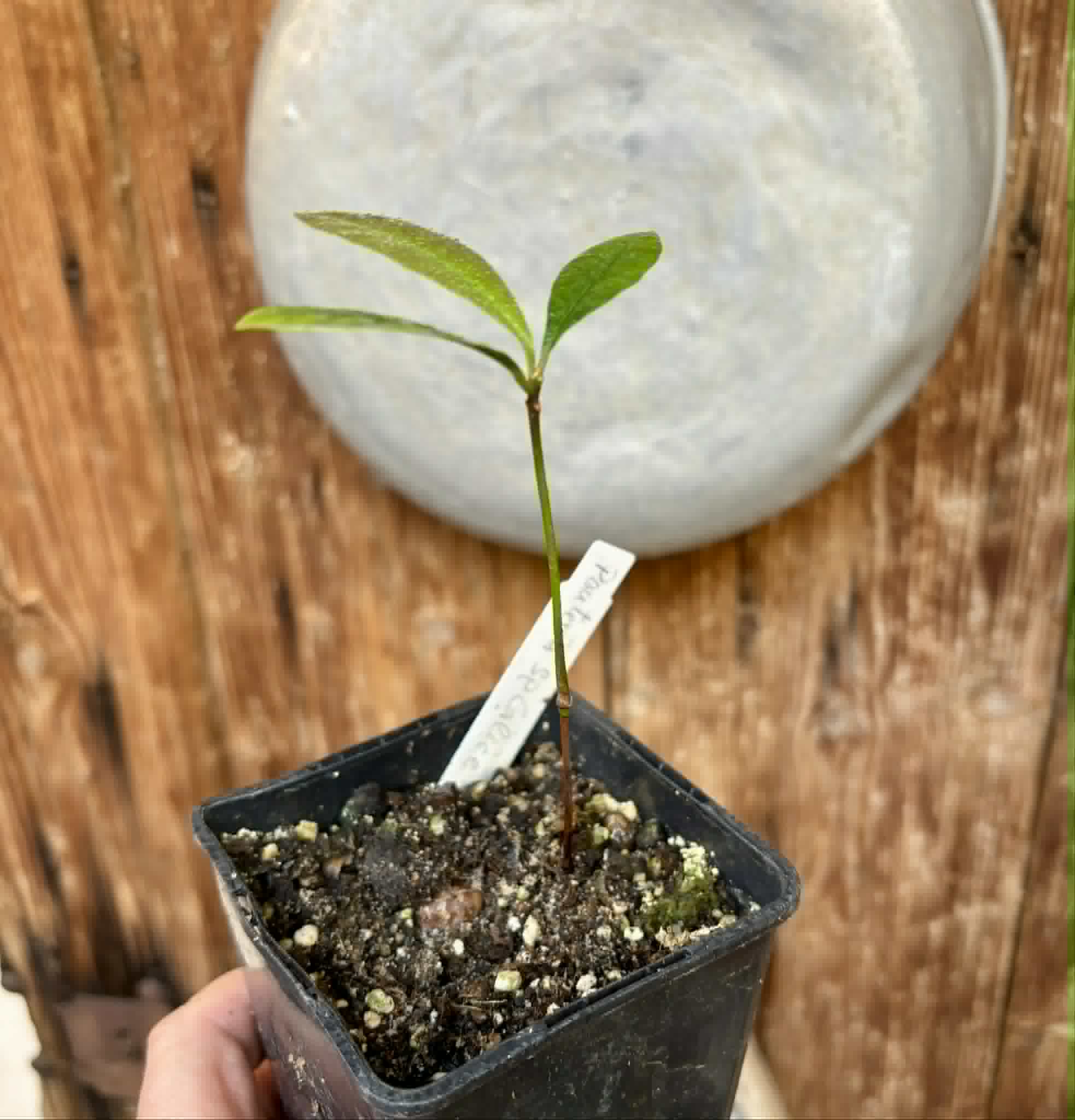 Pouteria sp Calice de Flor  -  1 potted seedling / 1 getopfter Sämling