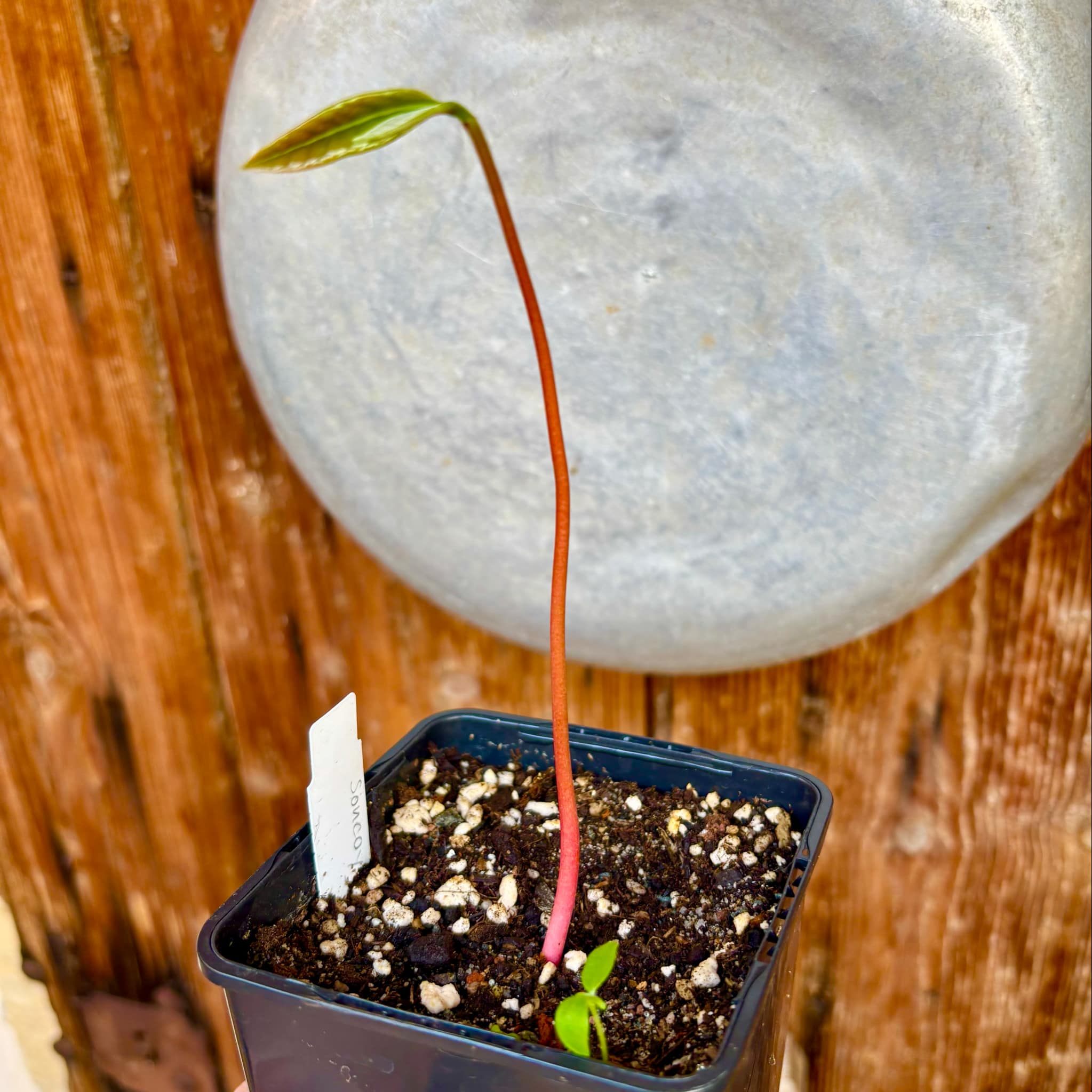 Annona purpurea - Soncoya -  1 small potted seedling / 1 kleiner, getopfter Sämling
