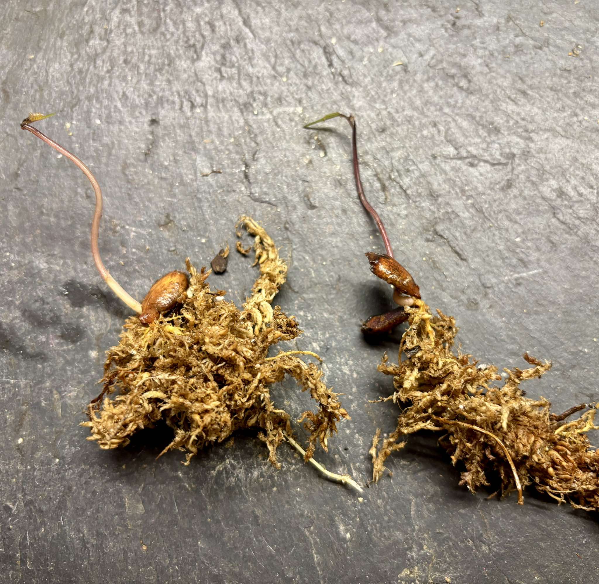 last 2 germinated seeds - Kesusu (Prainea limpato) - 1 germinated seed / 1 germinated seed
