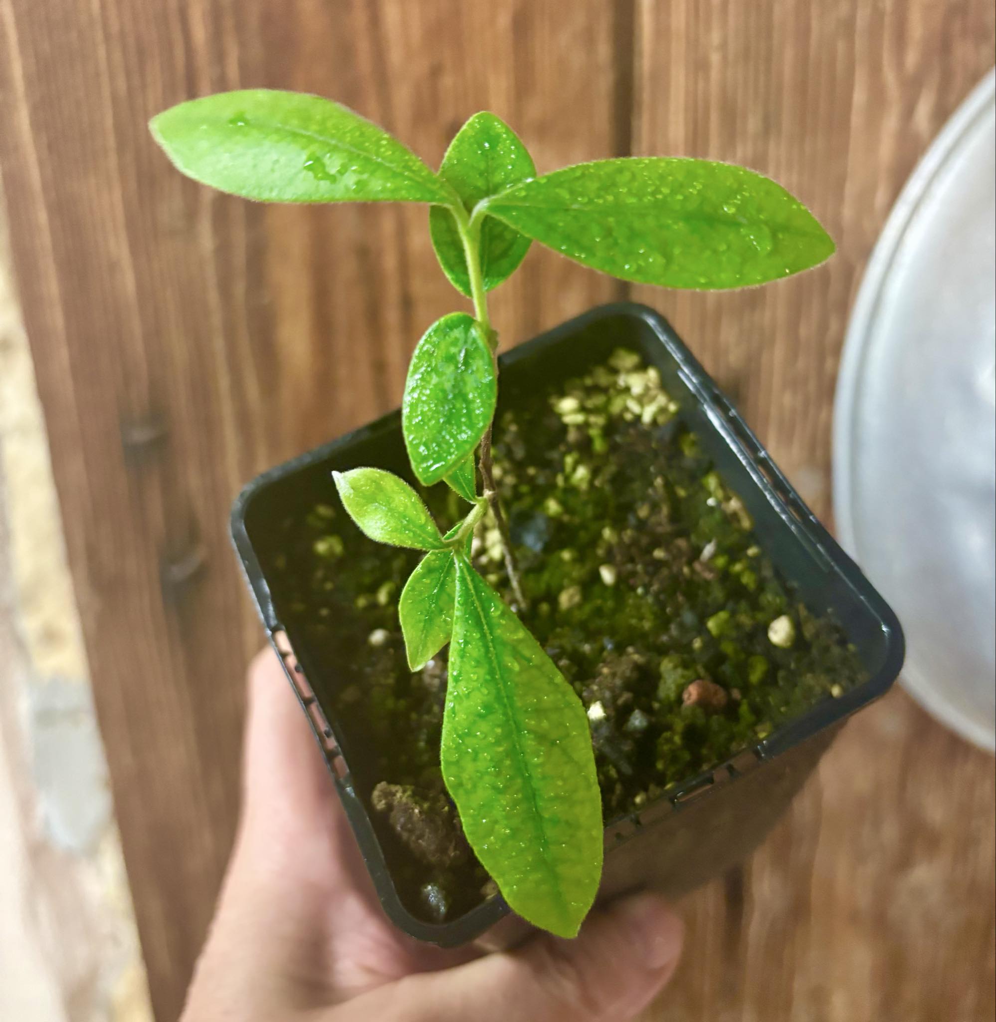 Eugenia caipora BIG -  1 potted plant / 1 getopfte Pflanze