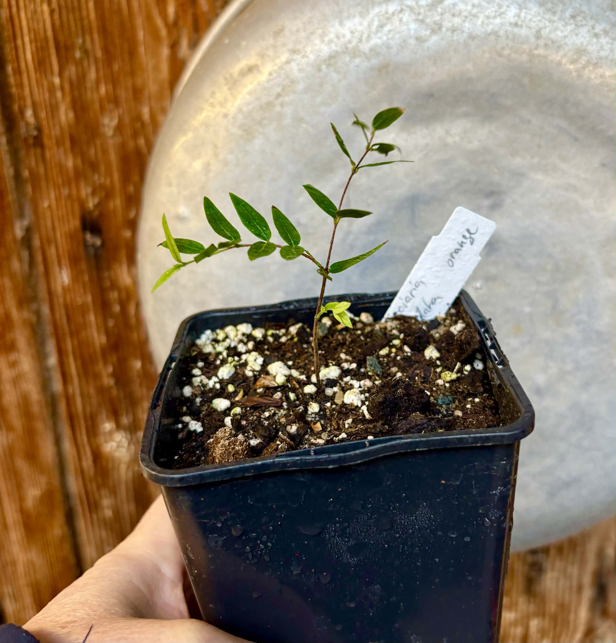 Myrciaria cuspidata ORANGE - 1 potted plant / 1 getopfte Pflanze