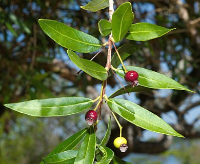 Guayabo Colorado (Myrcianthes cisplatensis) - 1 fresh seed / 1 frischer Samen