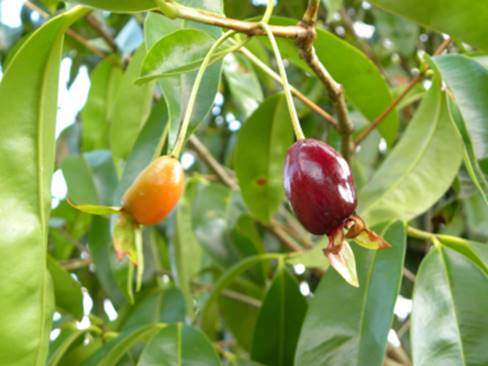 Ultra rare - Barapiroca Acu (Calycolpus legrandii) - 1 potted plant / 1 getopfte Pflanze Ultra rare - Barapiroca Acu (Calycolpus legrandii) - 1 potted plant / 1 getopfte Pflanze