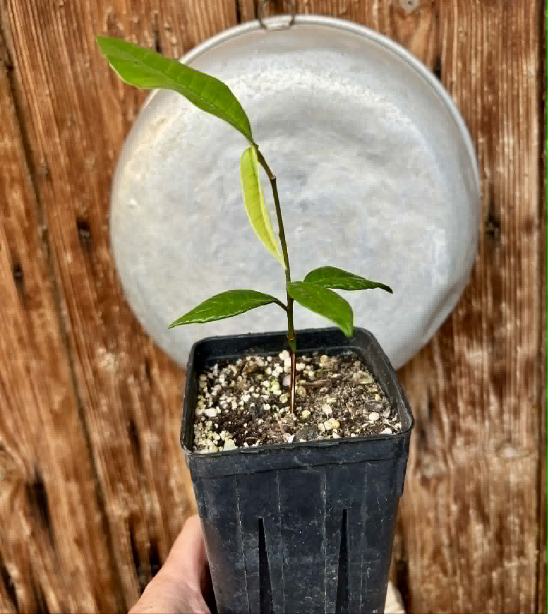 Chrysophyllum januariense  -  1 potted seedling / 1 getopfter Sämling