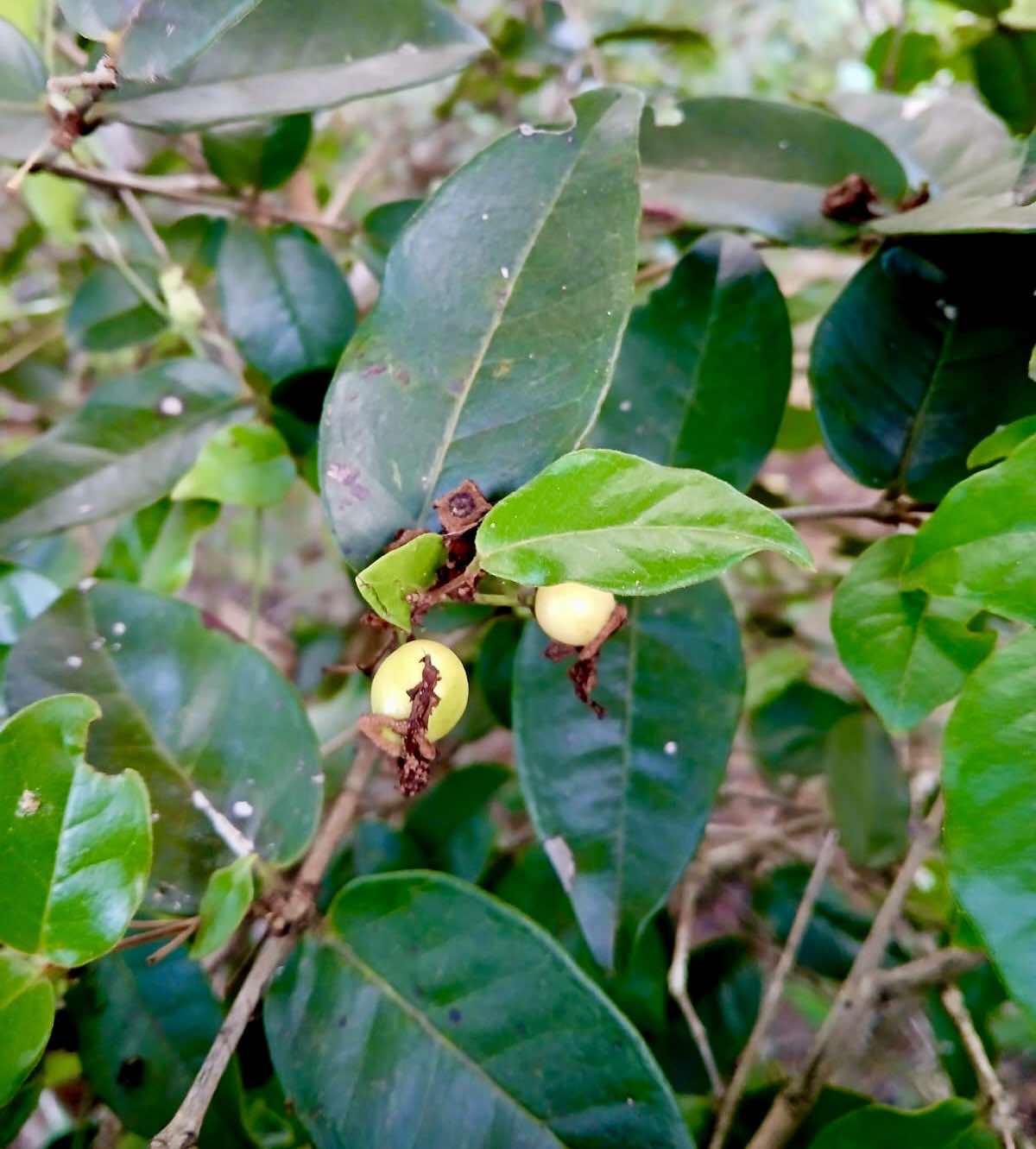Psidium sp Lagoa Real - 1 fresh seed / 1 frischer Samen