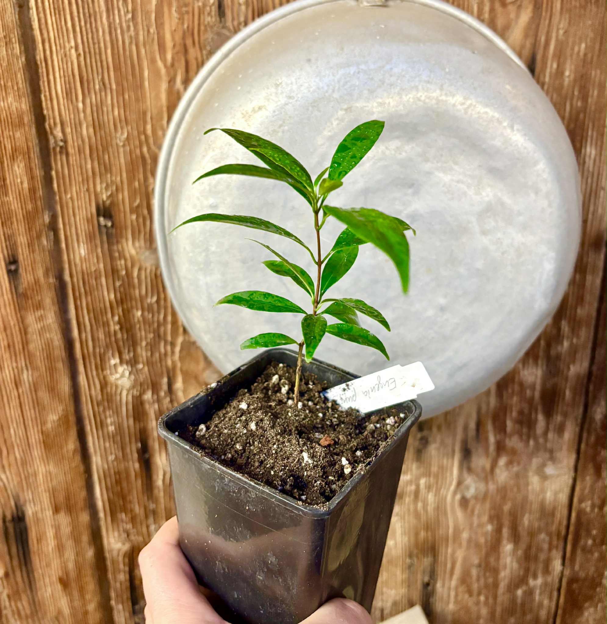 Eugenia punicifolia - 1 potted plant / 1 getopfte Pflanze