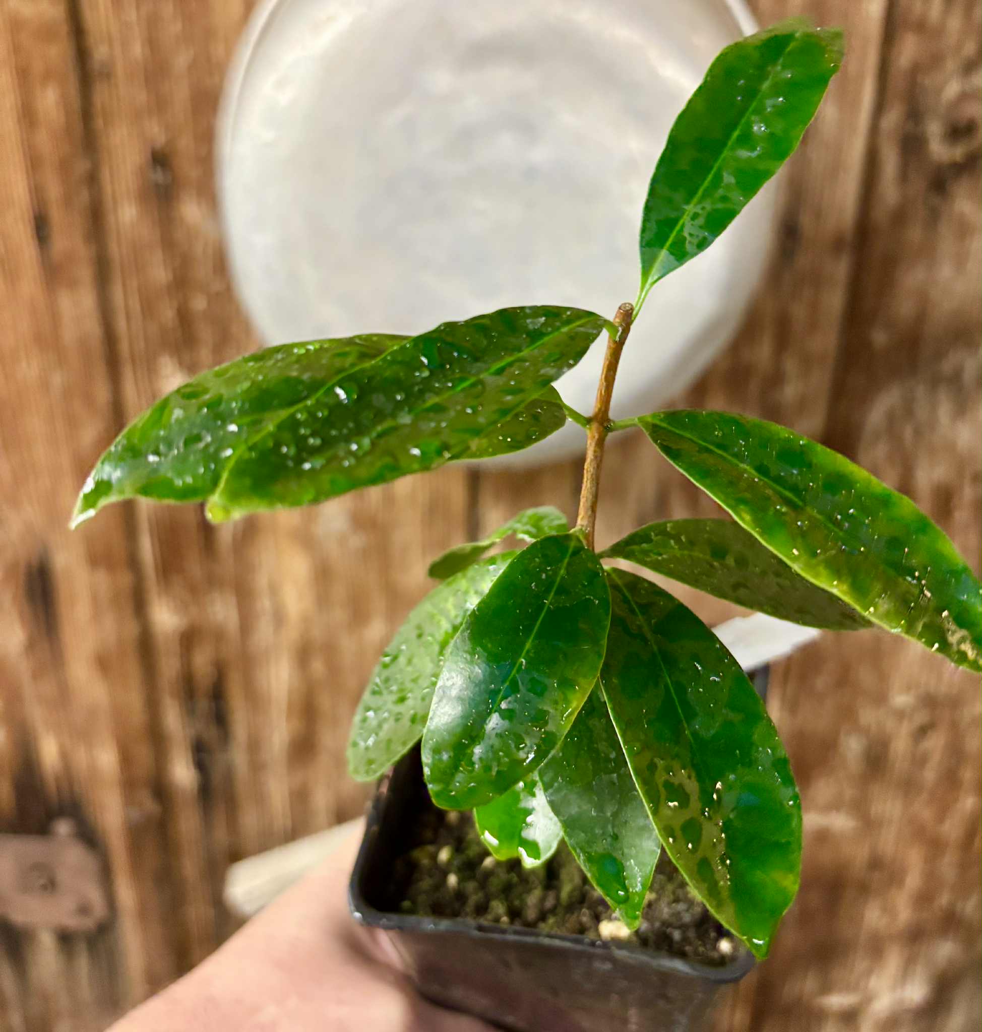 Eugenia flamingensis - 1 potted seedling / 1 getopfter Sämling