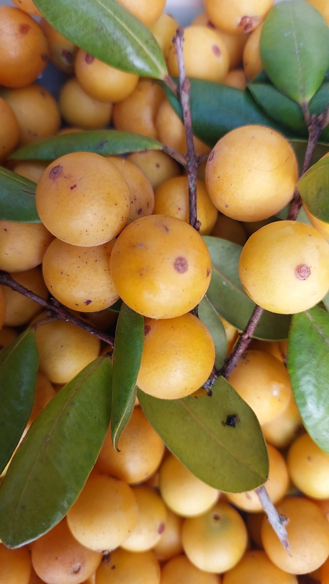 Pre Order - Myrciaria guaquiea - 1 fresh seed / 1 frischer Samen