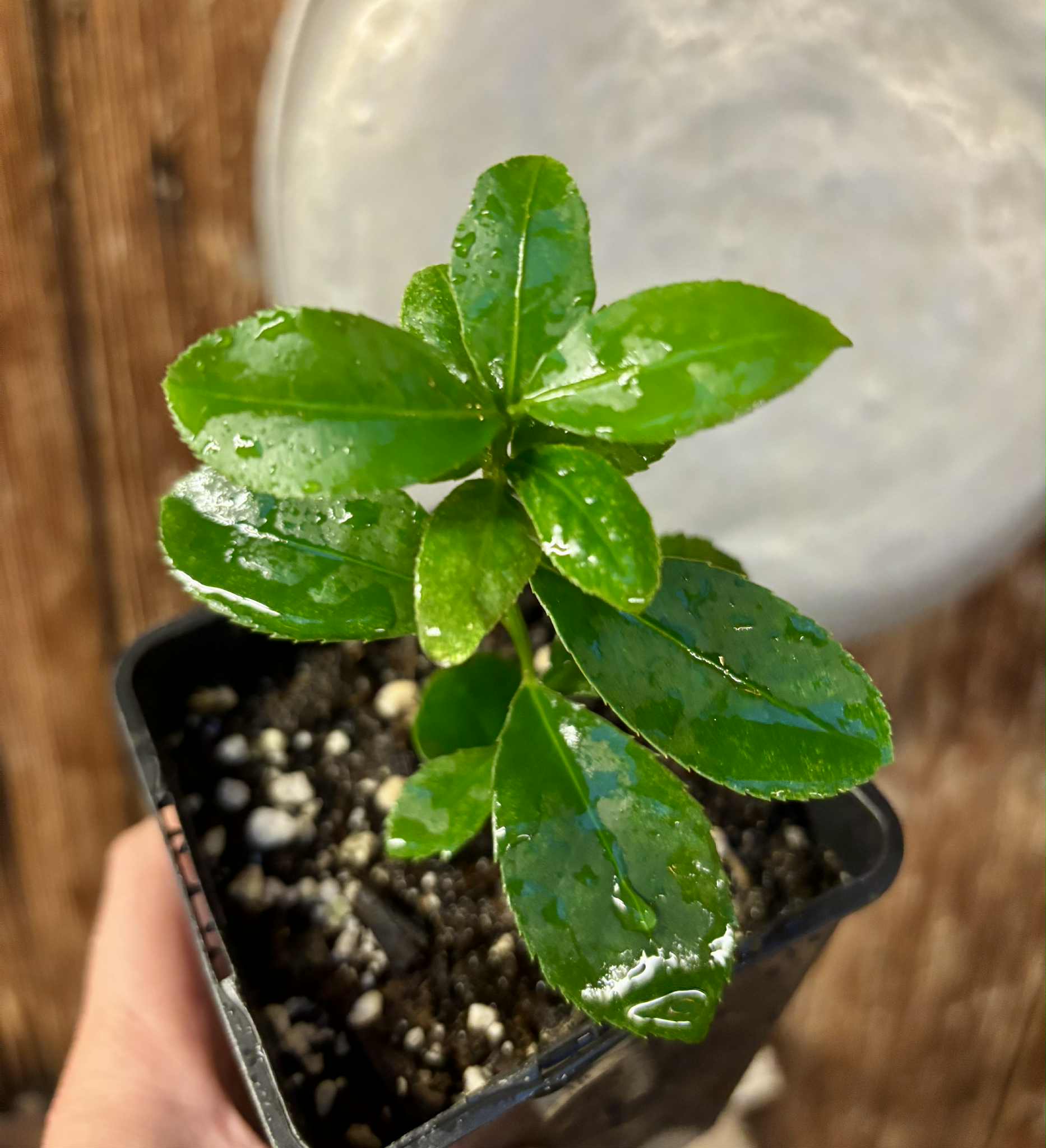 last seedling - Siphonodon celastrineus  - 1 potted plant / 1 getopfte Pflanze