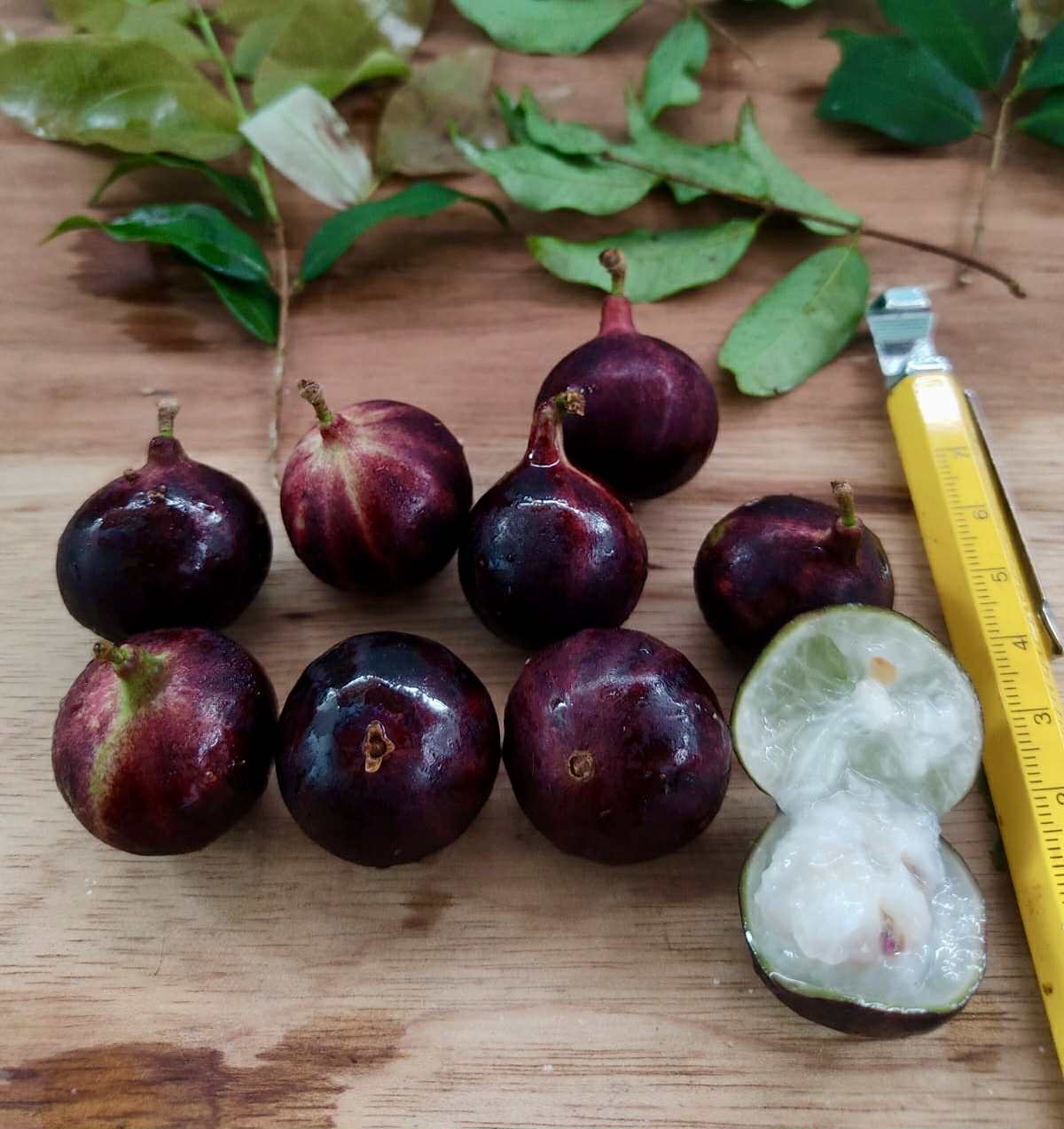 Plinia sp. Rajada Matriz 1 - 1 fresh seed / 1 frischer Samen