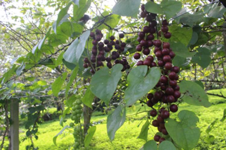 Uva do Mato Escarlate (Disciphania ernstii) -  1 fresh potted seedling / 1 frisch getopfter Sämling