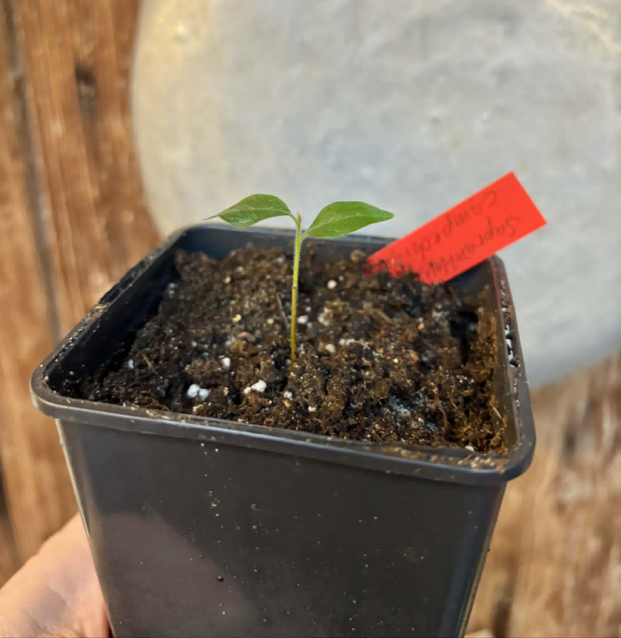 Sapranthus campechianus - 1 potted seedling / 1 getopfter Sämling