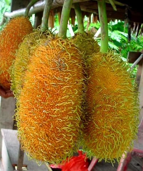 Pedalai (Artocarpus sericicarpus) - 1 germinated seed / 1 gekeimter Samen