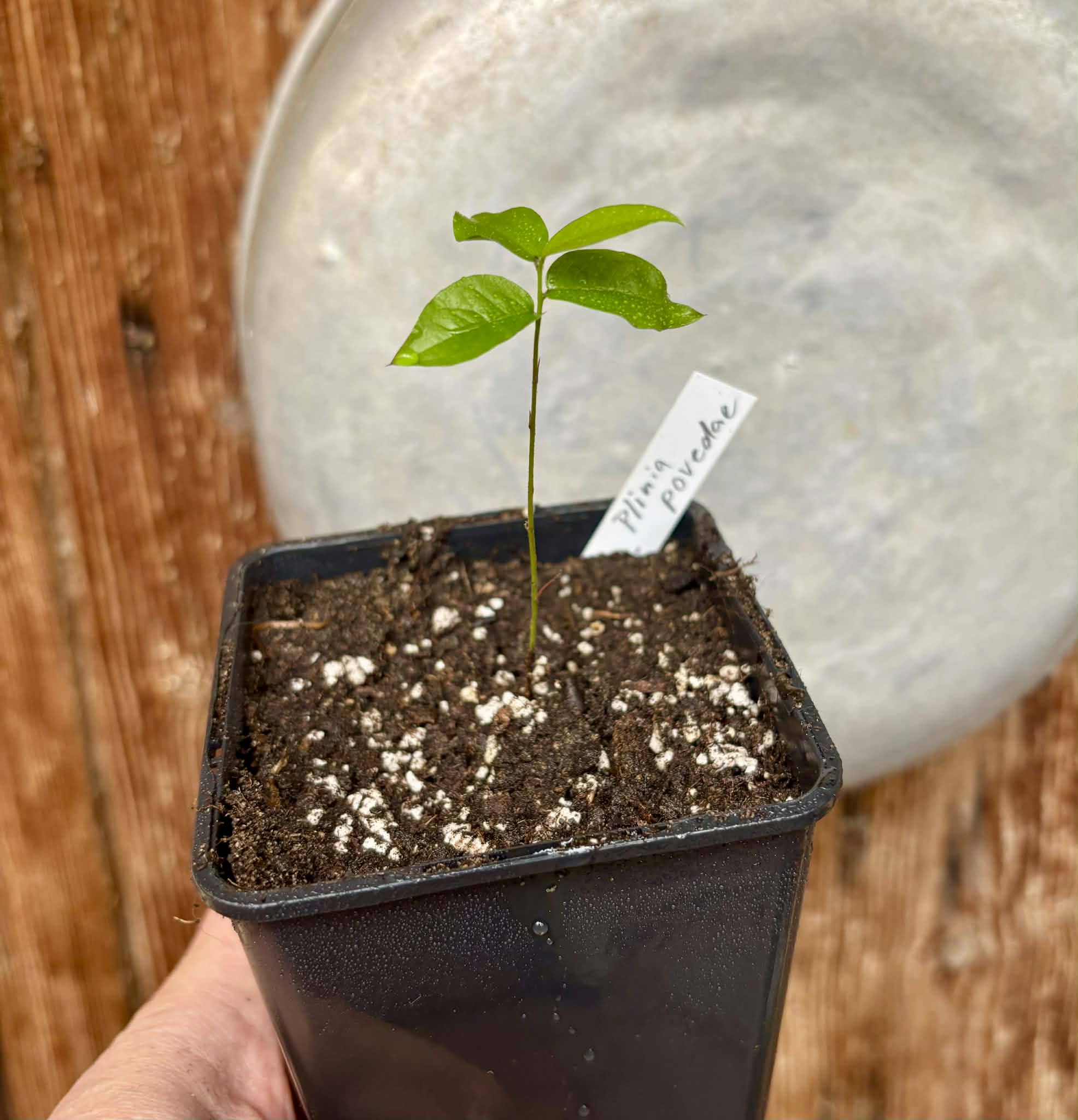 Plinia povedae - 1 potted seedling / 1 getopfter Sämling Kopie