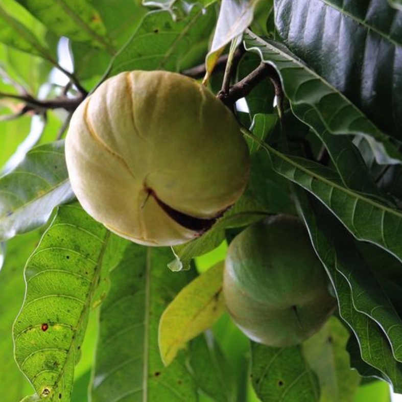 Pouteria grandiflora - 1 germinated seed / 1 gekeimter Samen