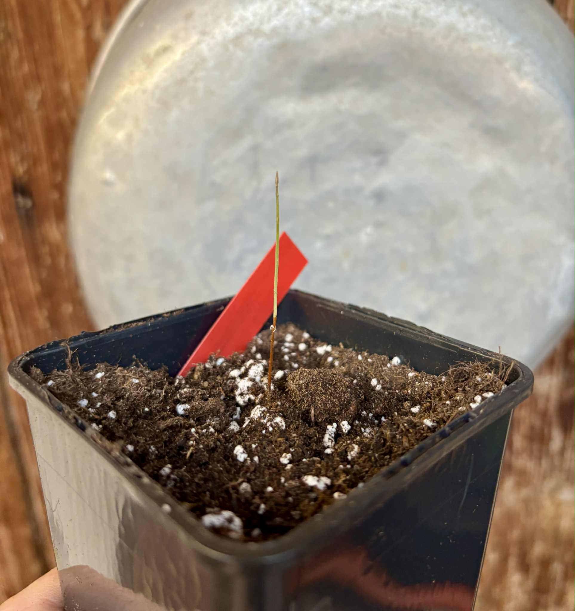 Plinia sp. Rajada Matriz 1 - 1 potted seedling / 1 getopfter Sämling