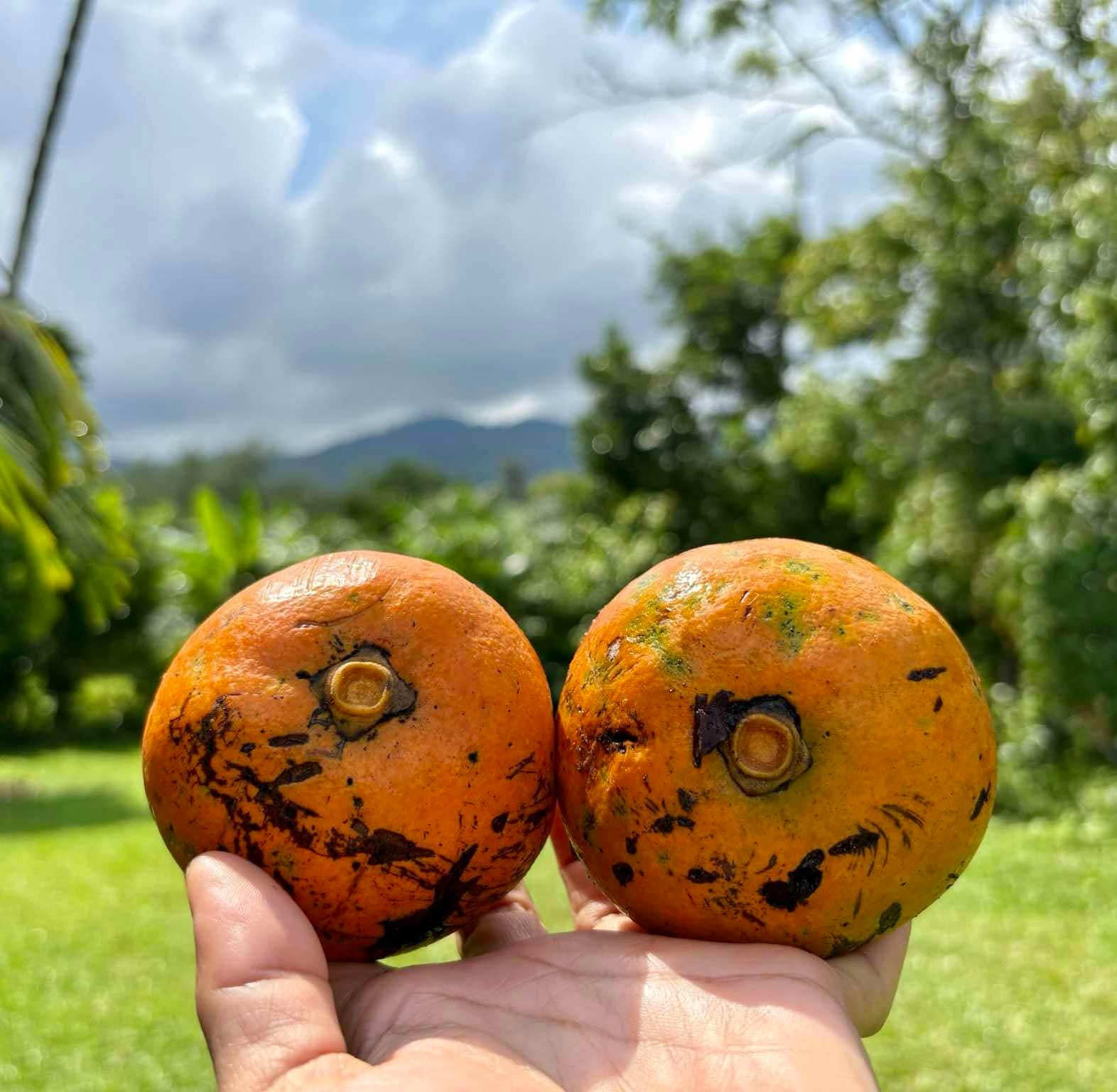 Diospyros dasyphylla -  1 germinated seed / 1 gekeimter Samen