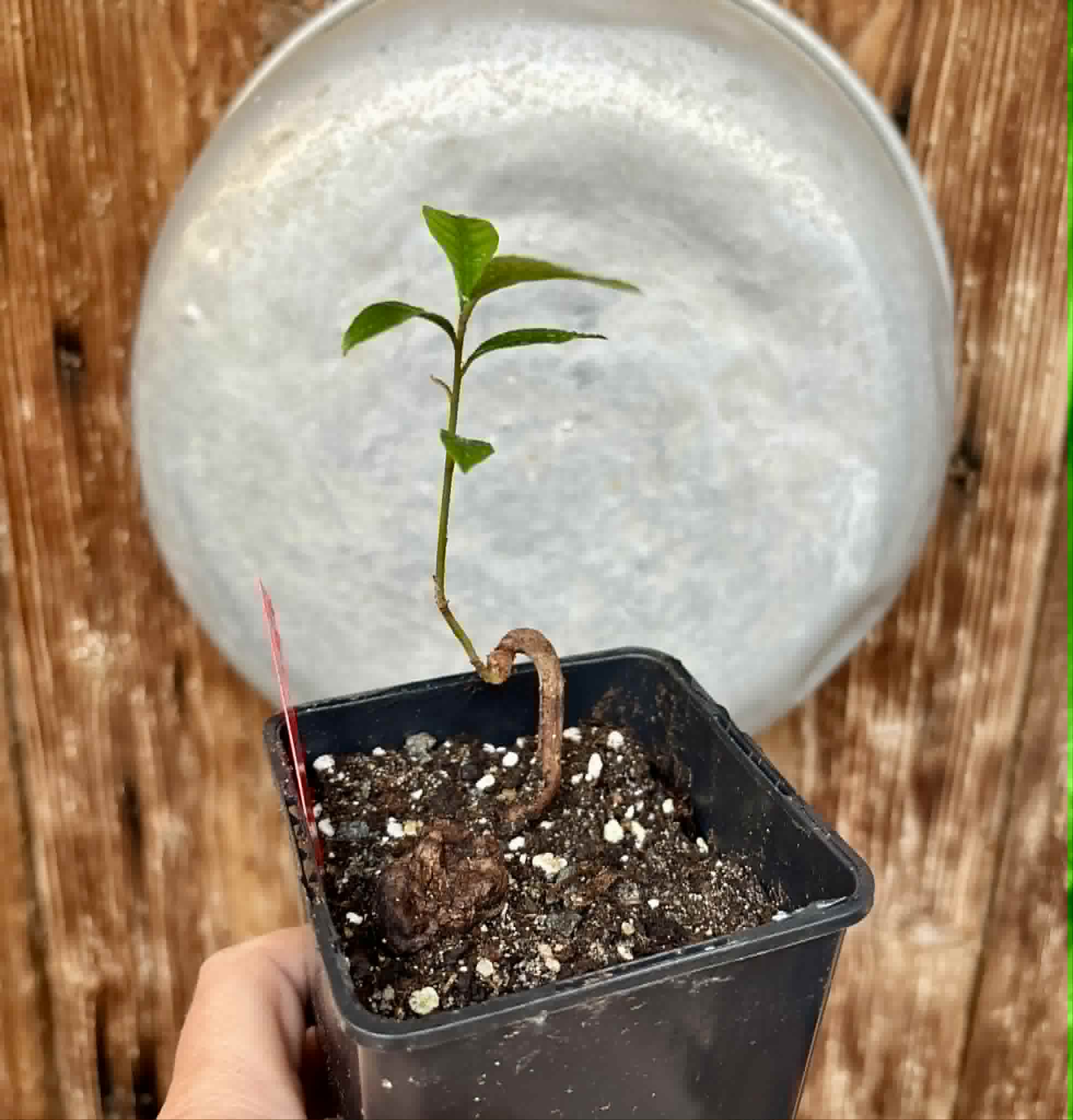 Pradosia sp Rondonia - 1 potted seedling / 1 getopfter Sämling