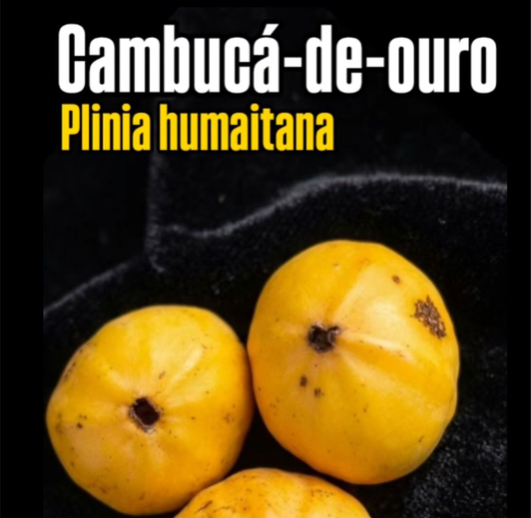 Plinia cf. humaitana - 1 potted seedling / 1 getopfter Sämling