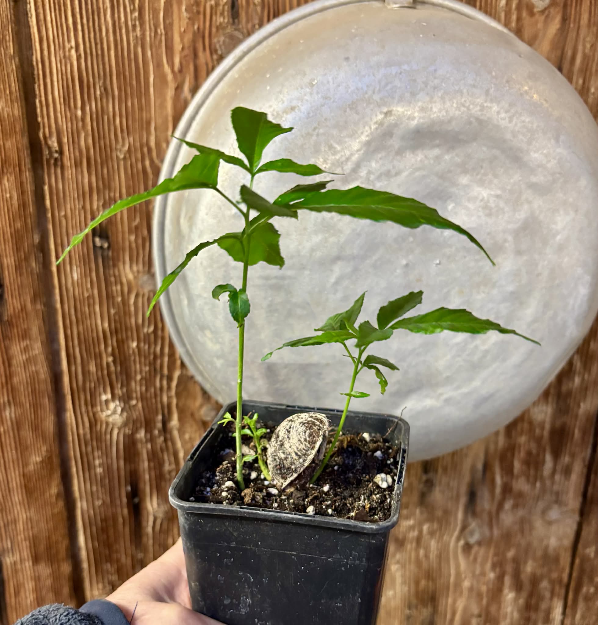 two in 1 pot - White Sapote var PIKE (Casimiroa edulis) - 1 potted seedling - 1 getopfter Sämling 