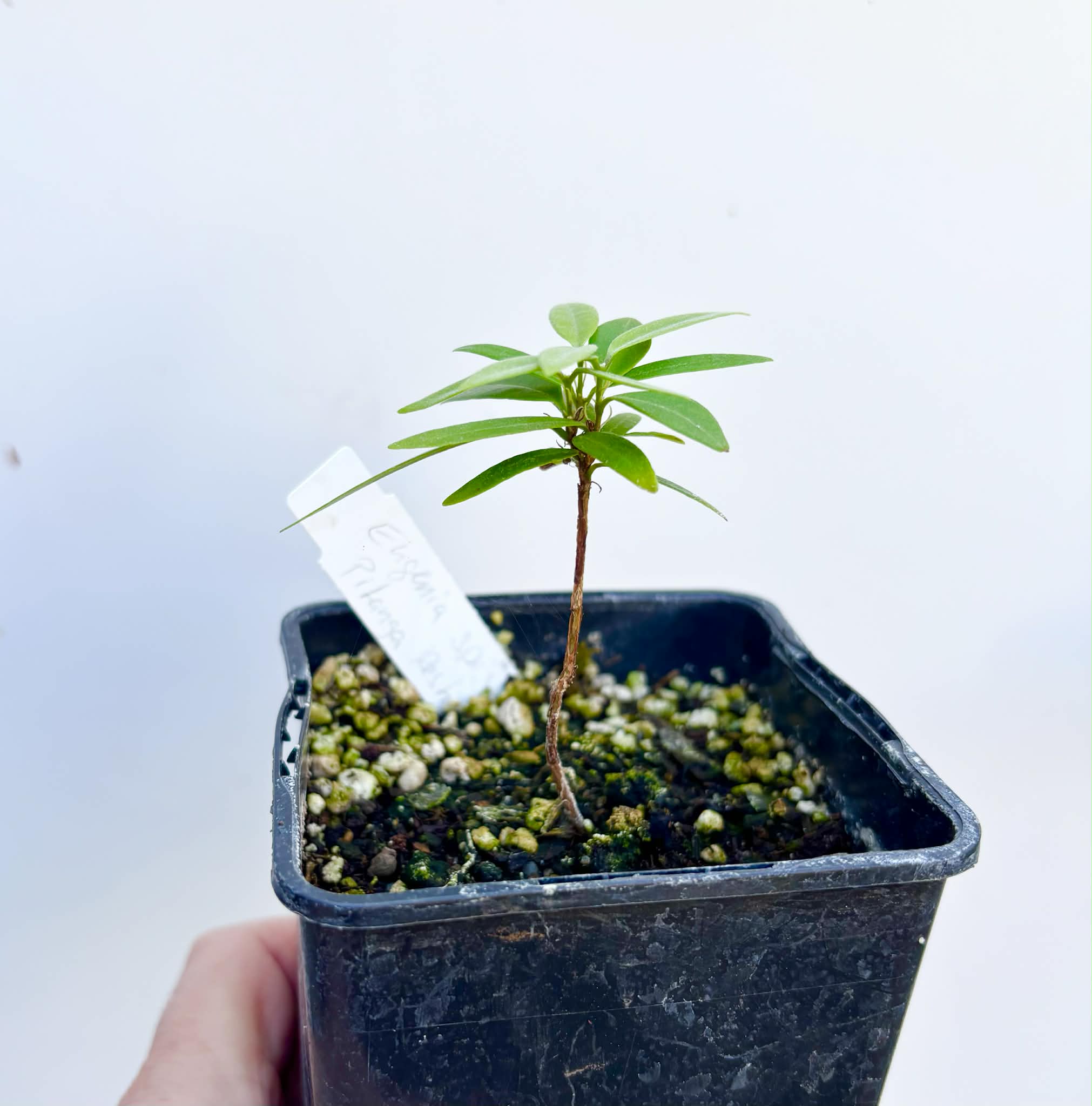 Eugenia sp Pitanga Restinga - 1 potted seedling / 1 getopfter Sämling