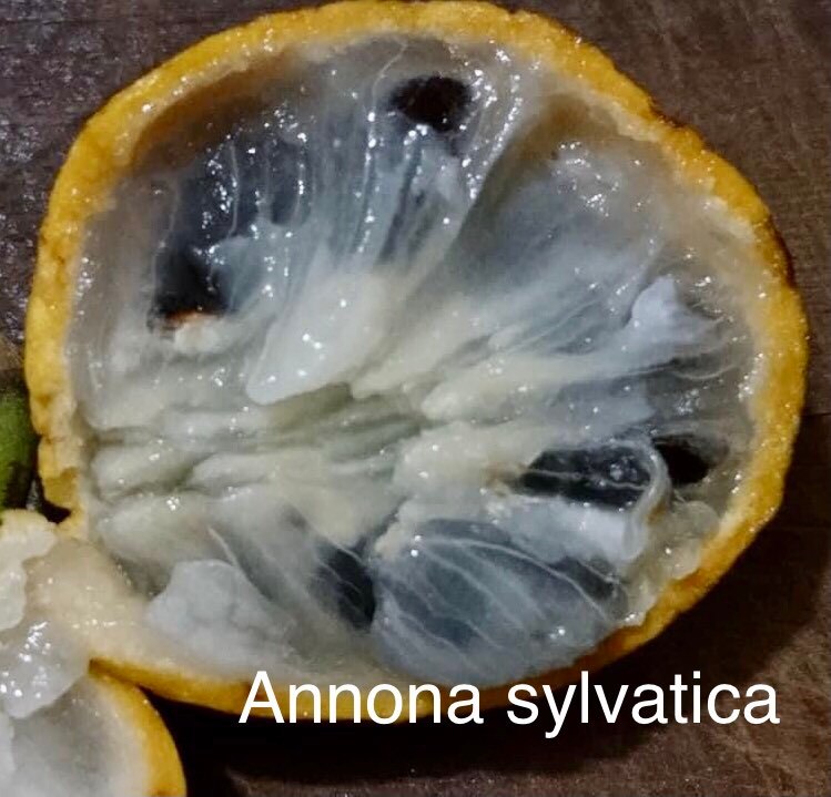 Annona sylvatica - 1 germinated seed / 1 gekeimter Samen