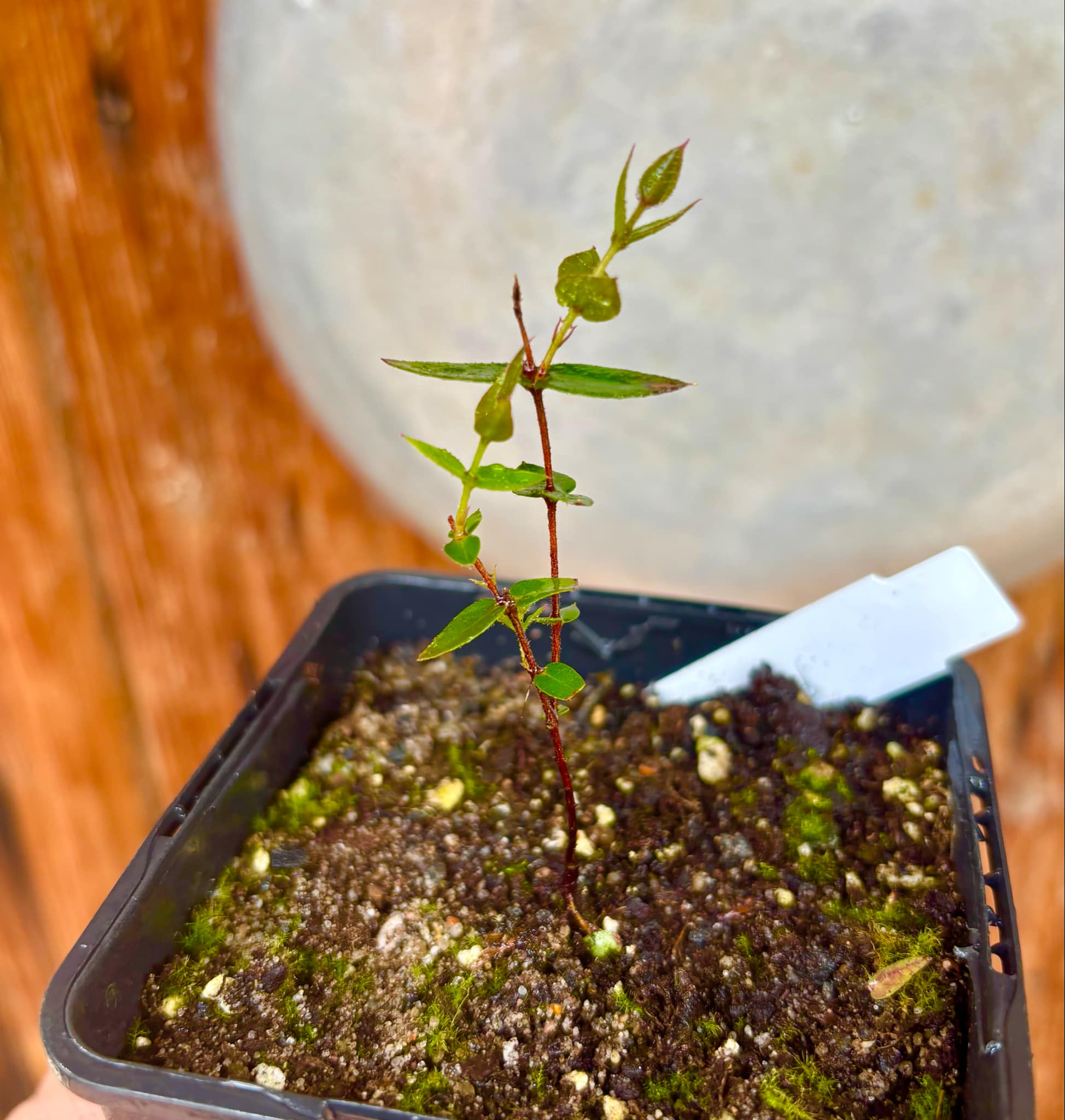 Plinia nana - 1 small potted plant / 1 kleine, getopfte Pflanze