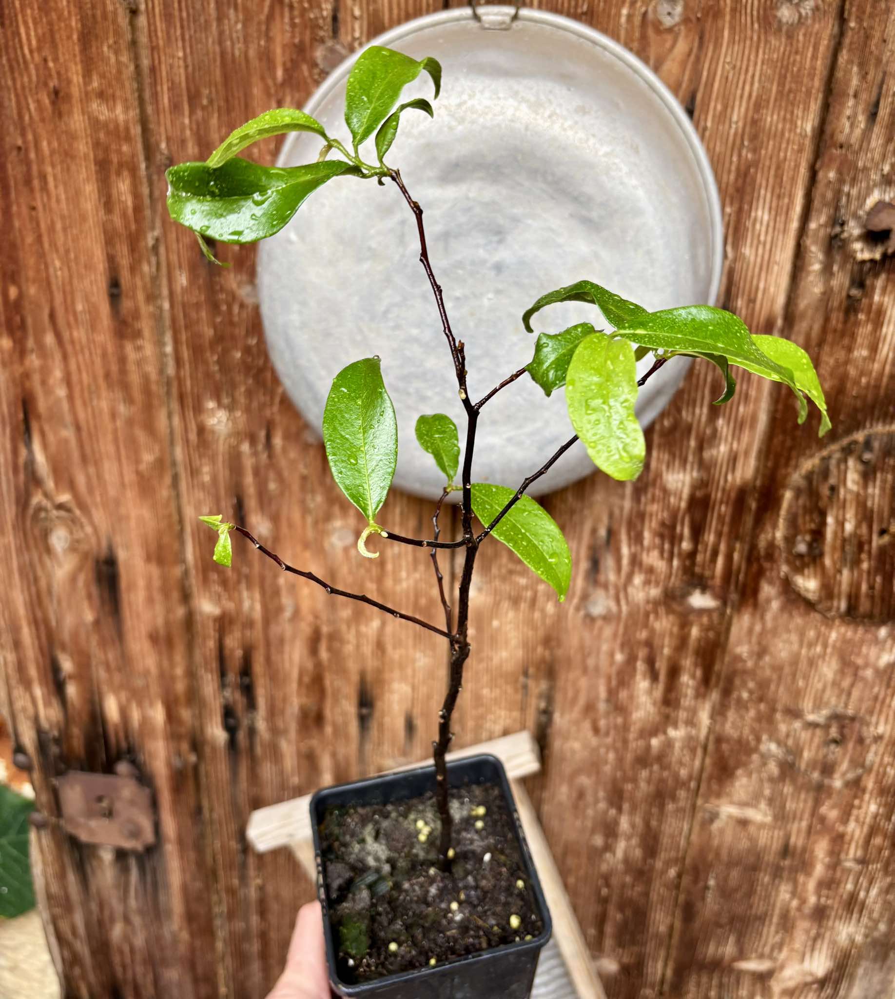 Gold Apple (Diospyros decandra) - 1 potted plant / 1 getopfte Pflanze