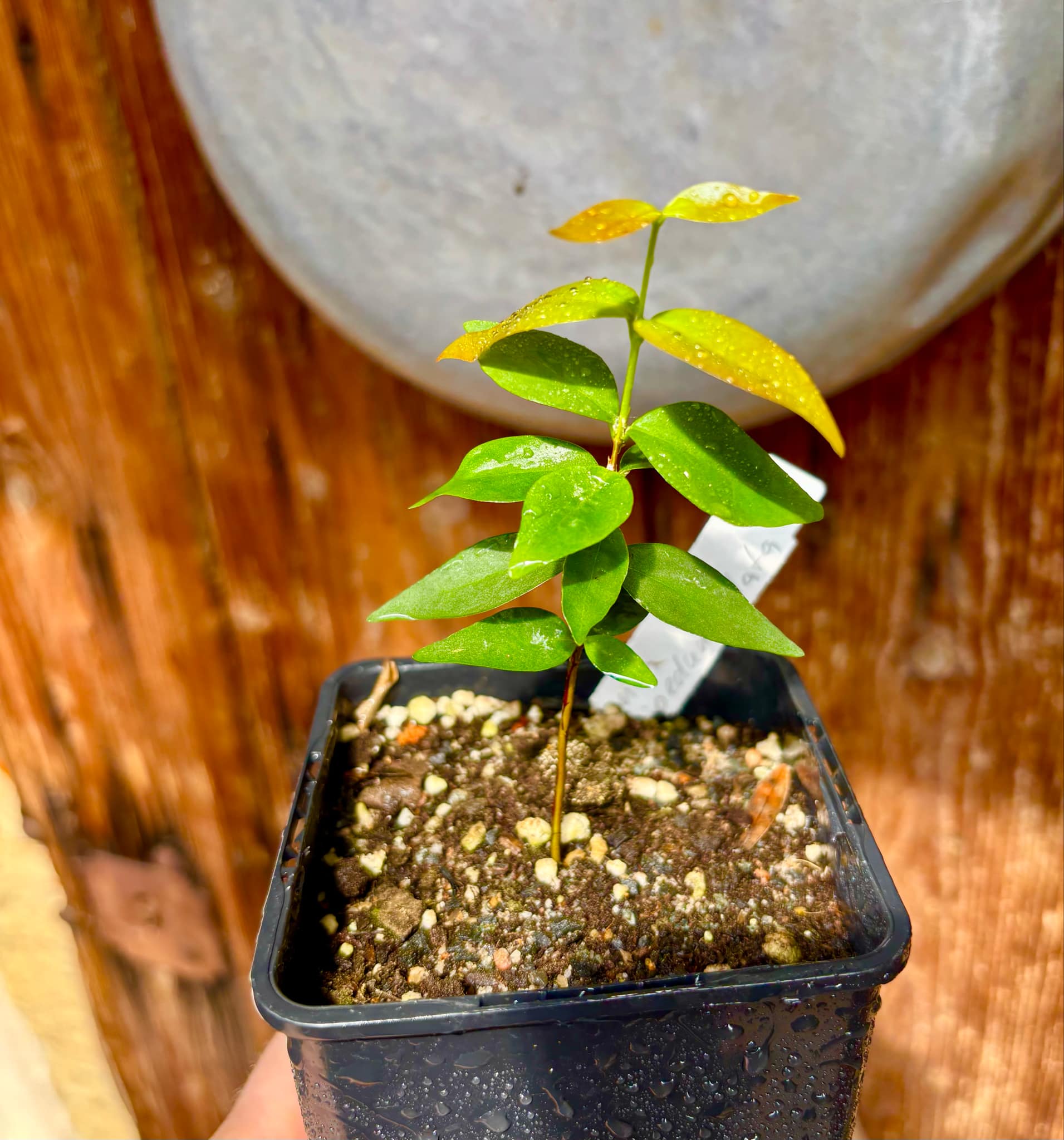 Eugenia longipedunculata - 1 potted plant / 1 getopfte Pflanze