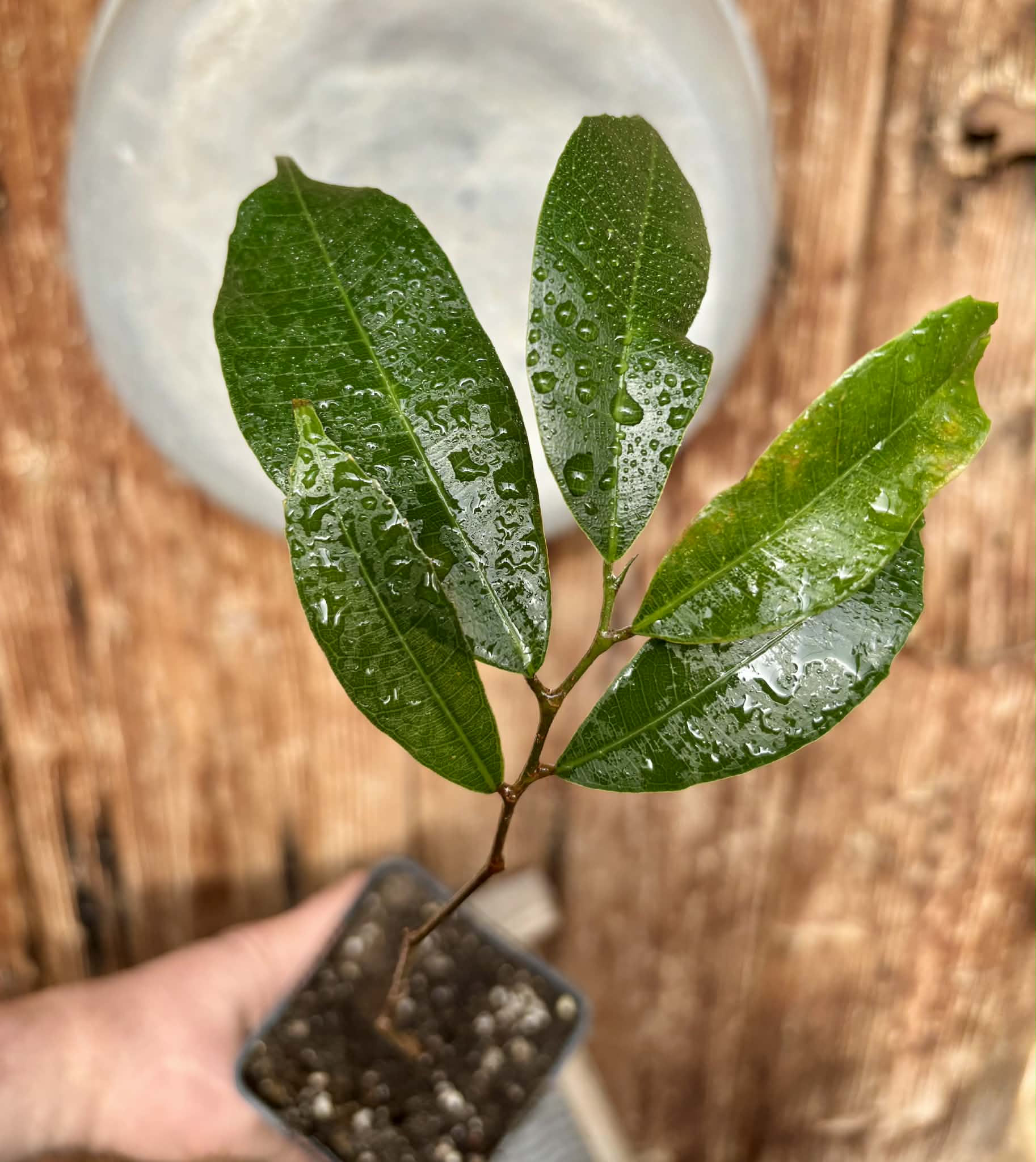 Brosimum alicastrum - Maya nut / Maya Nuss - 1 potted plant / 1 getopfte Pflanze