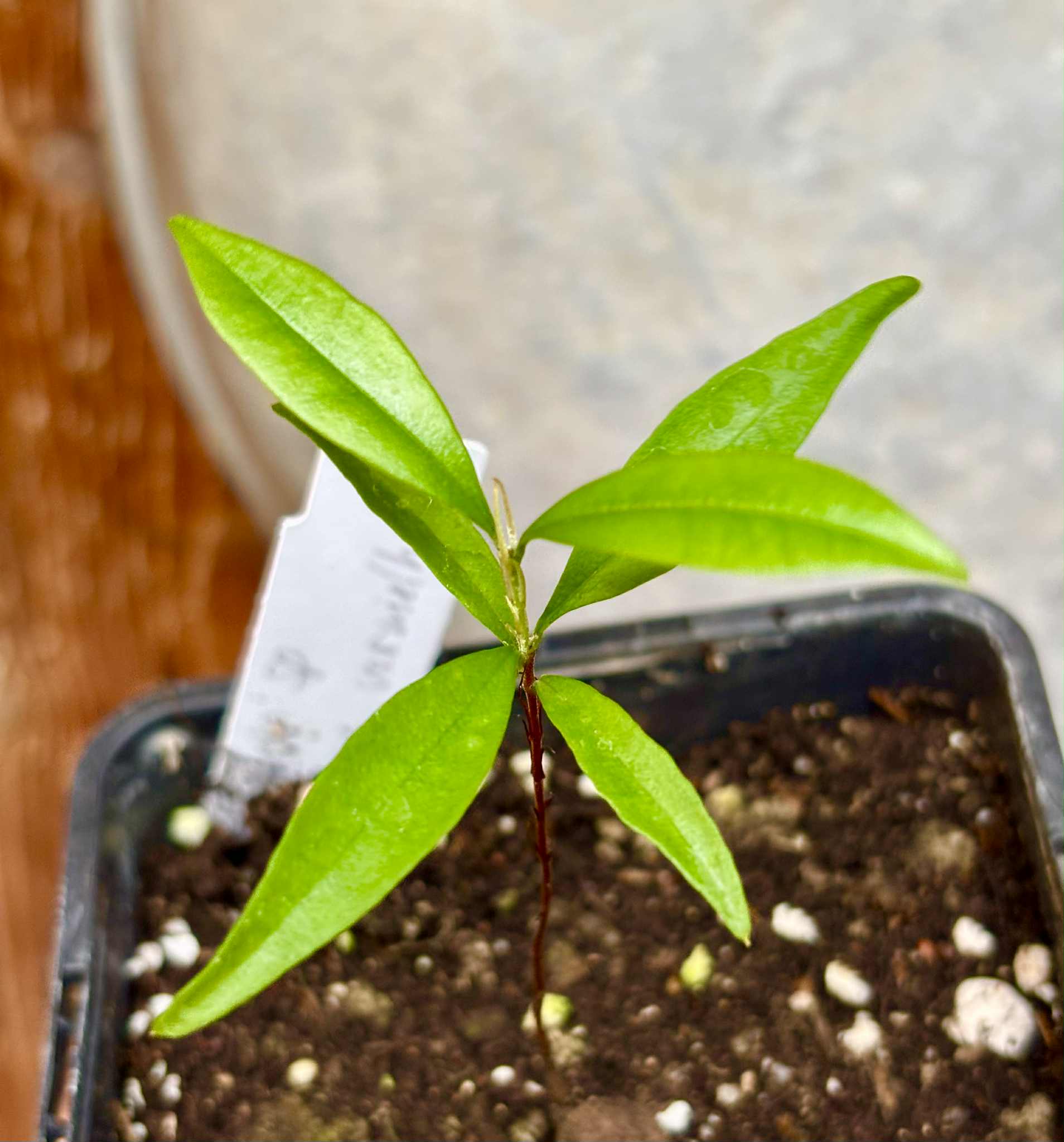 Eugenia sp Itacare vermelha -  1 small potted seedling / 1 kleiner, getopfter Sämling