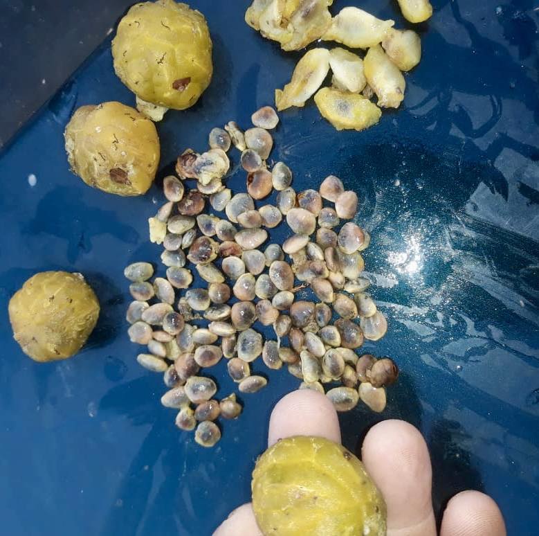 Wild Yellow Mulberry (Helicostylis tomentosa) - 1 fresh seed / 1 frischer Samen