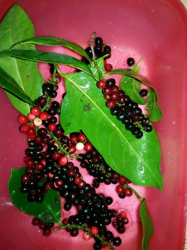 Bignay (Antidesma bunius) -  10 fresh seeds / 10 frische Samen