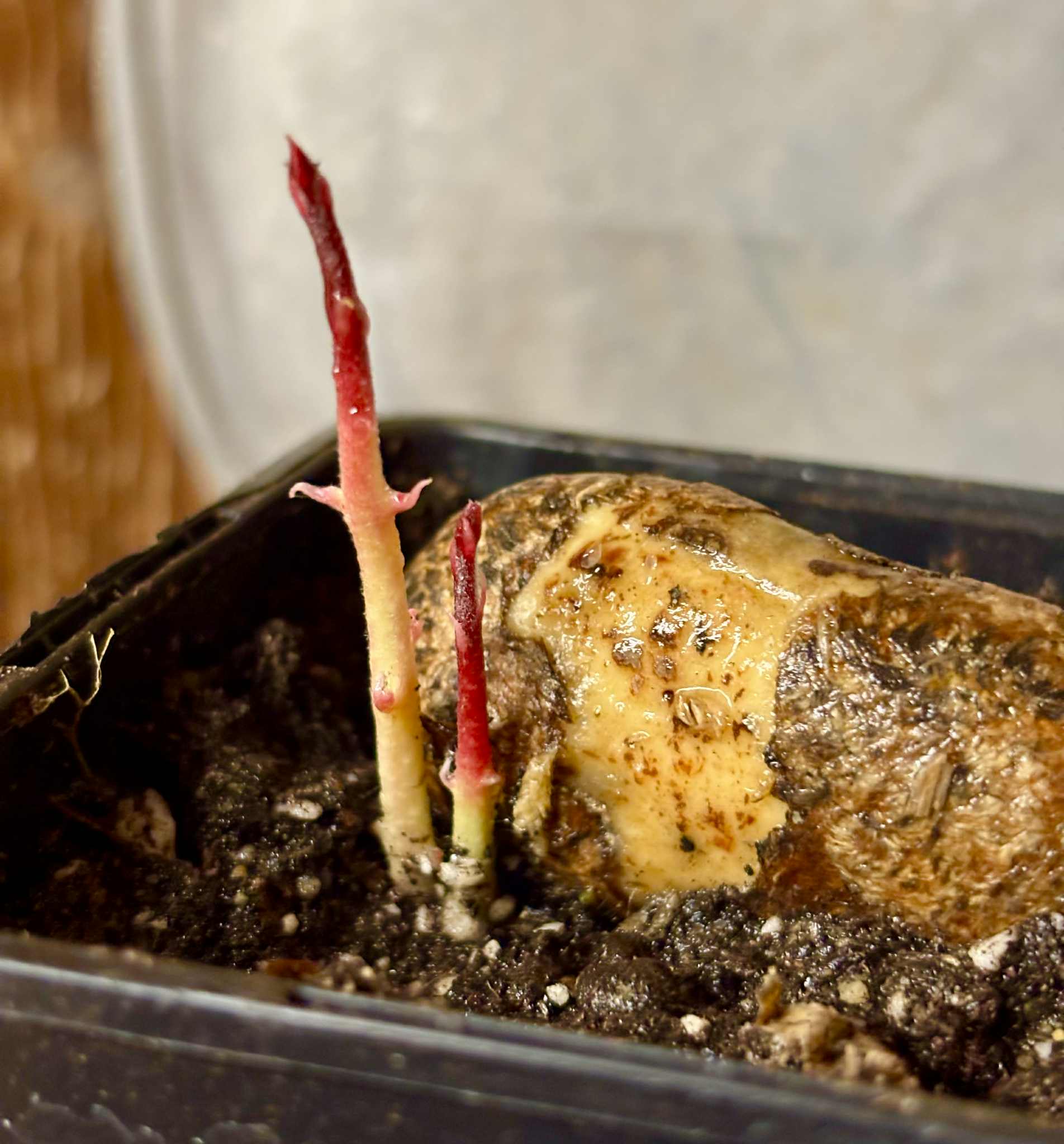 Eugenia sp Terebinthina - 1 potted seedling / 1 getopfter Sämling