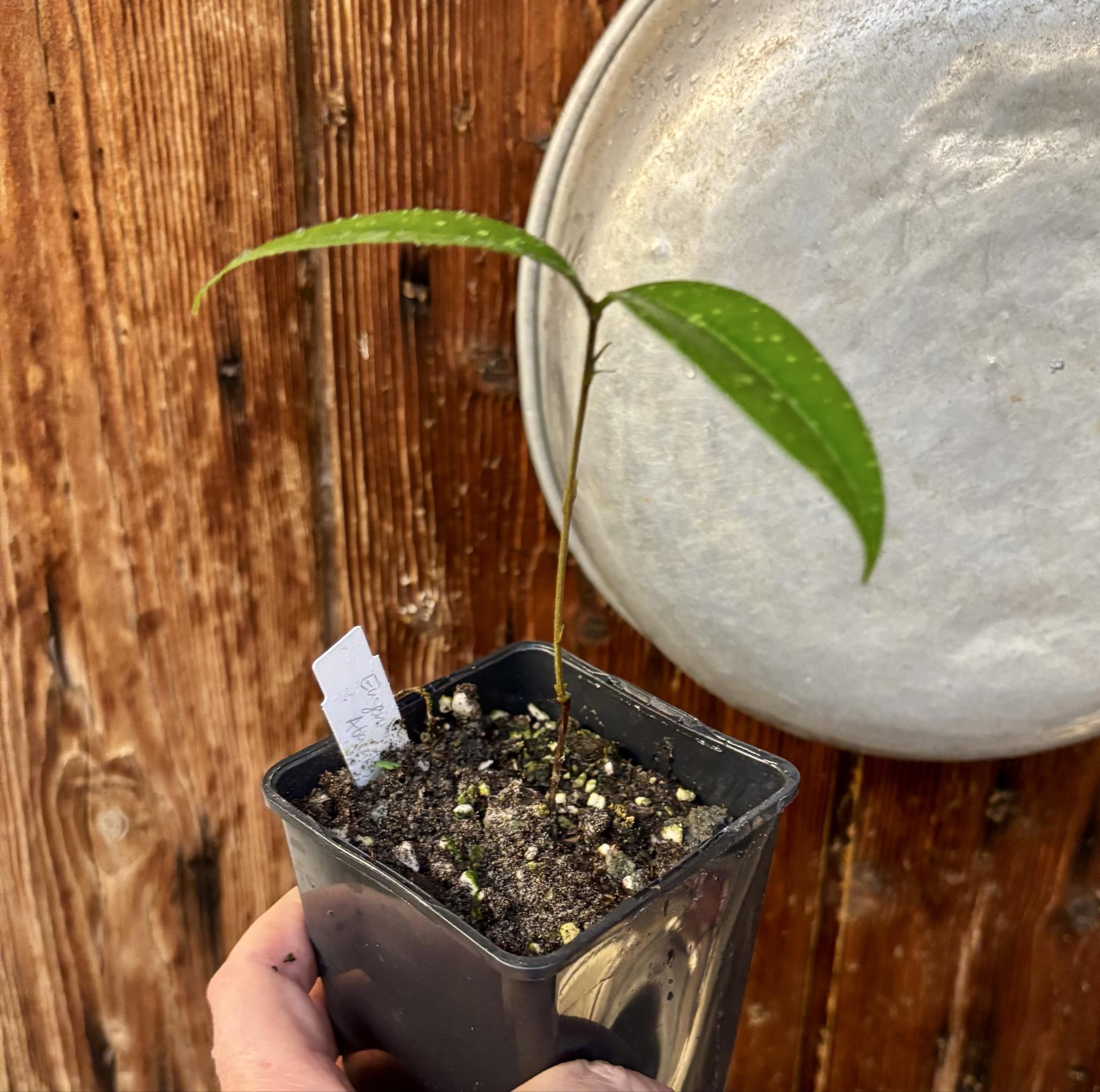 Eugenia sp Abacate -  1 small potted seedling / 1 kleiner, getopfter Sämling Eugenia sp Abacate -  1 small potted seedling / 1 kleiner, getopfter Sämling