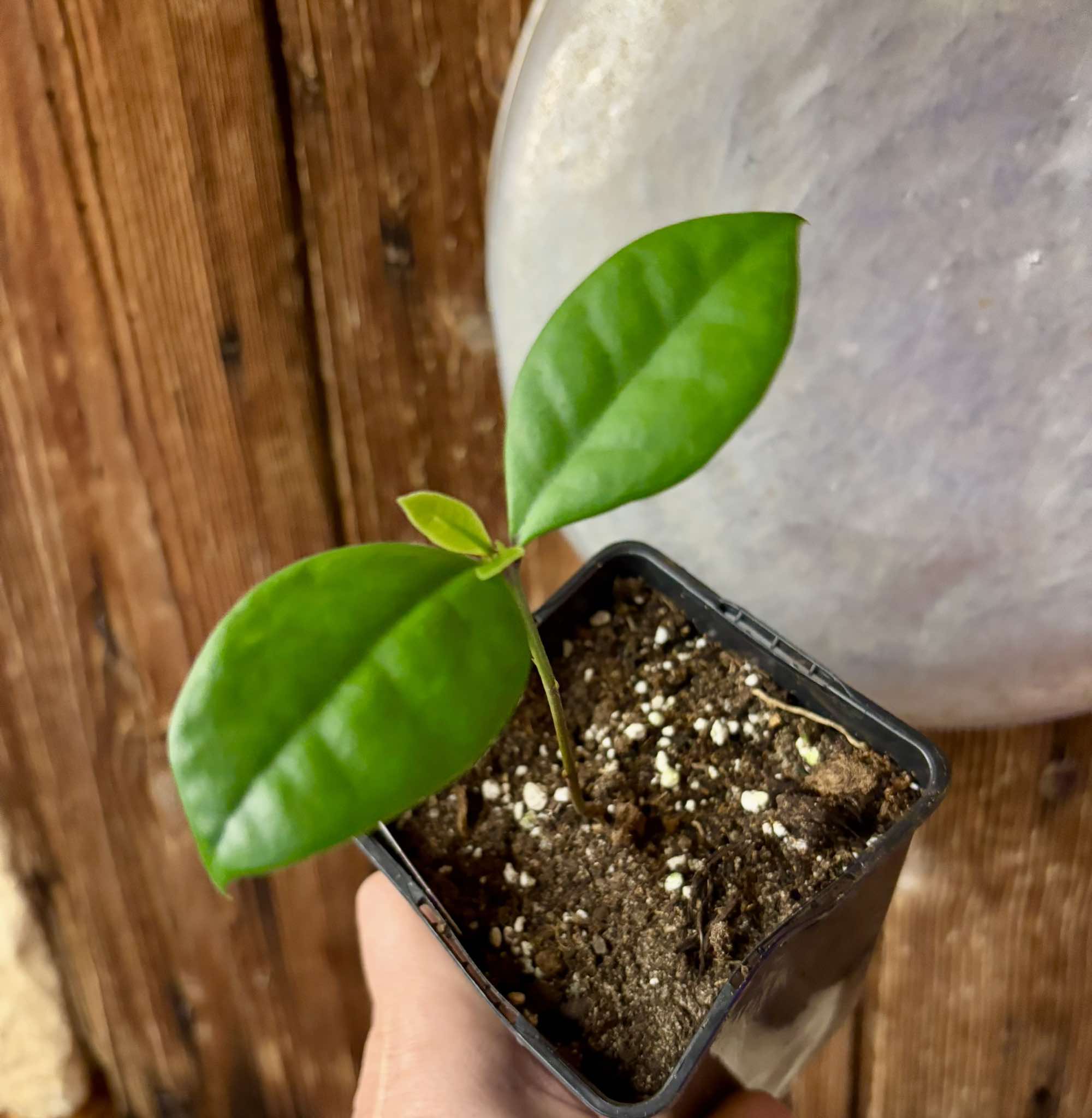 Eugenia mosenii -  1 small potted seedling / 1 kleiner, getopfter Sämling Kopie