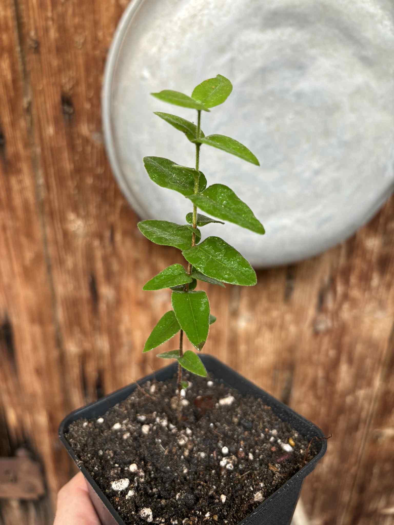 Myrciaria caerulescens (Roxa - Blue Guaquiea) - 1 potted seedling / 1 getopfter Sämling Myrciaria caerulescens (Roxa - Blue Guaquiea) - 1 potted seedling / 1 getopfter Sämling