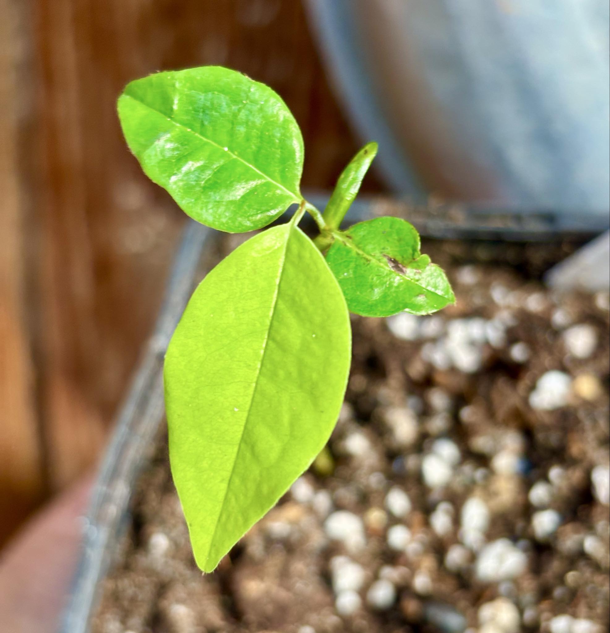 Xylopia ochrantha - 1 small potted seedling / 1 kleiner, getopfter Sämling
