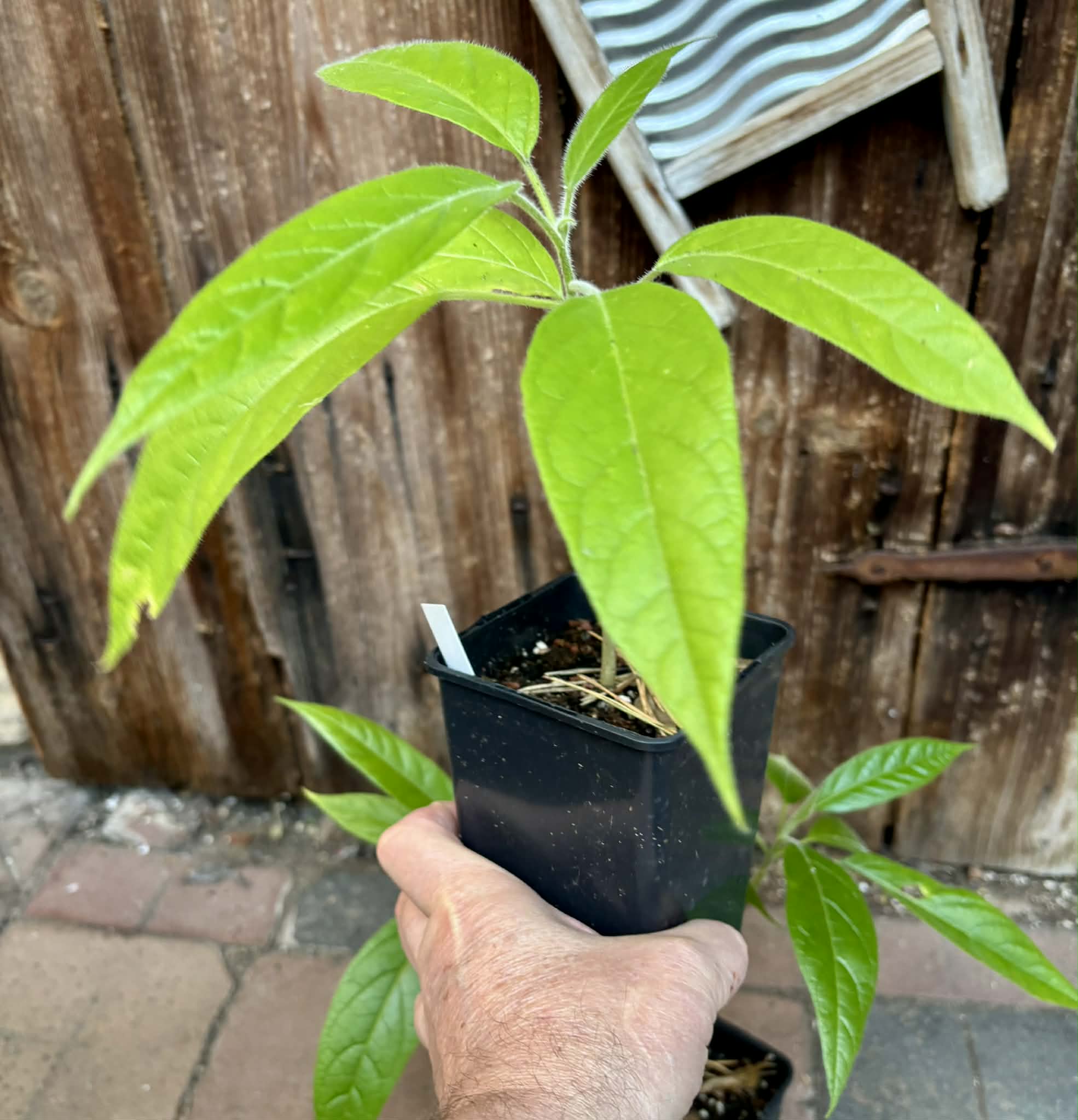 last 5 plants - Solanum luridifuscescens - Tomatao Verde Piloso - 1 potted plant / 1 getopfte Pflanze