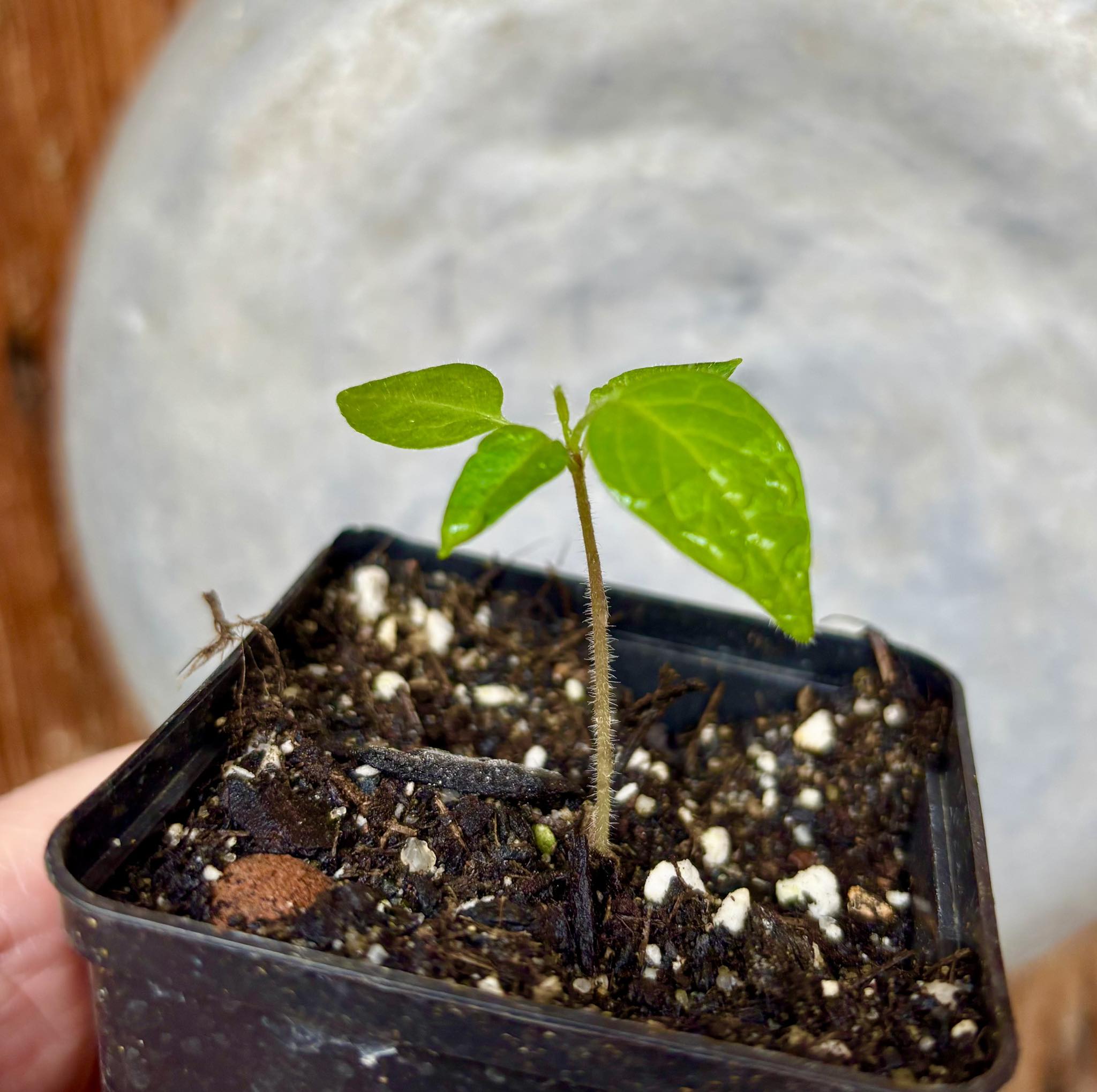 Solanum luridifuscescens - Tomatao Verde Piloso - 1 small potted seedling / 1 kleiner, getopfter Sämling