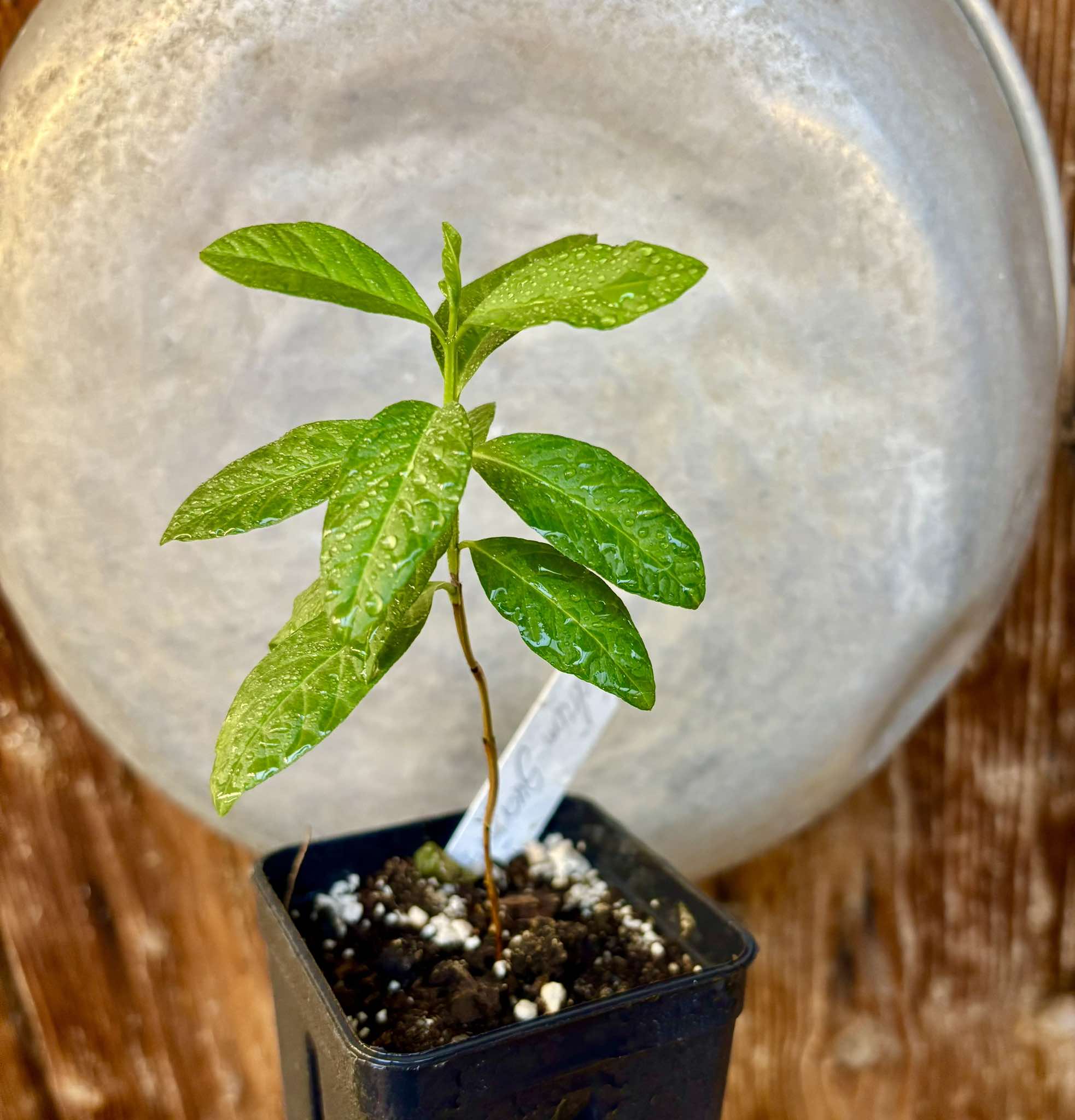 Psidium guajava - Peach - 1 potted plant / 1 getopfte Pflanze 