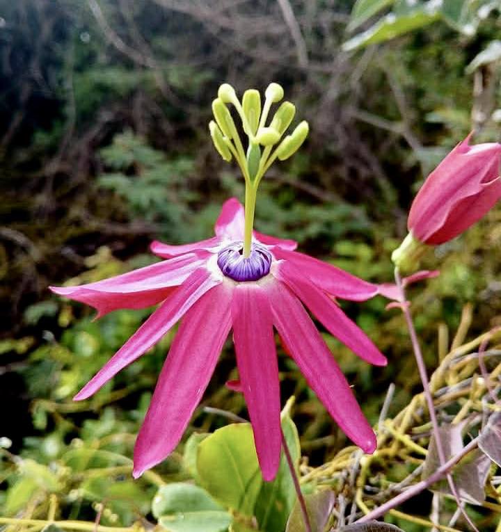 Pre Order - Passiflora edmundoi - 5 fresh seeds / 5 frische Samen