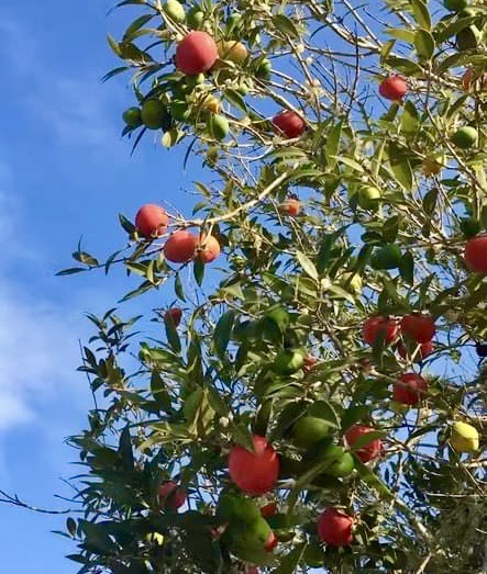 Myrciaria sp Pastora - 1 potted seedling / 1 getopfter Sämling