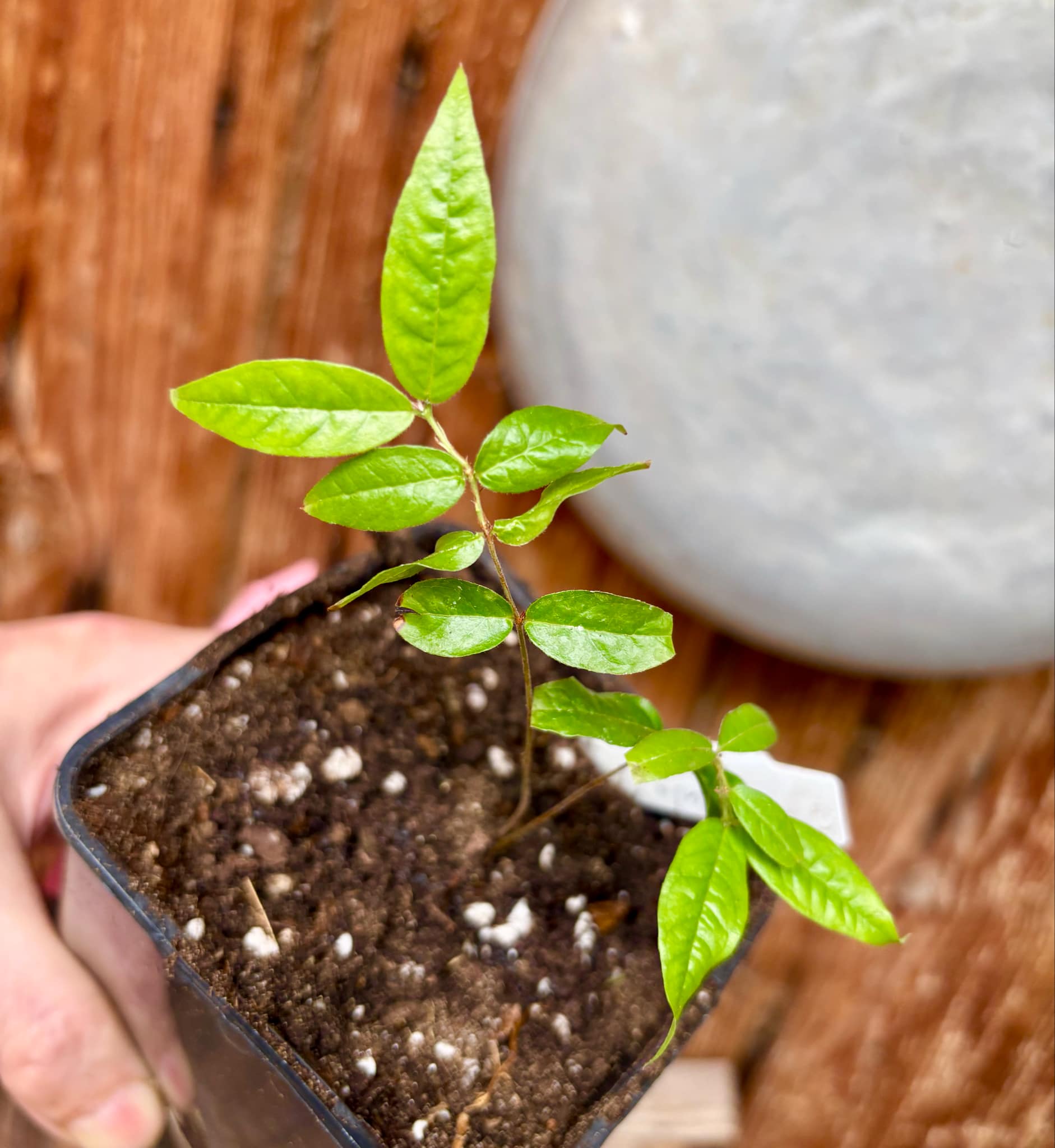 Jaboticaba - Plinia sp T13 - Phitrantha Pink Rosa x unknown Plinia - 1 small potted plant / 1 kleine getopfte Pflanze 
