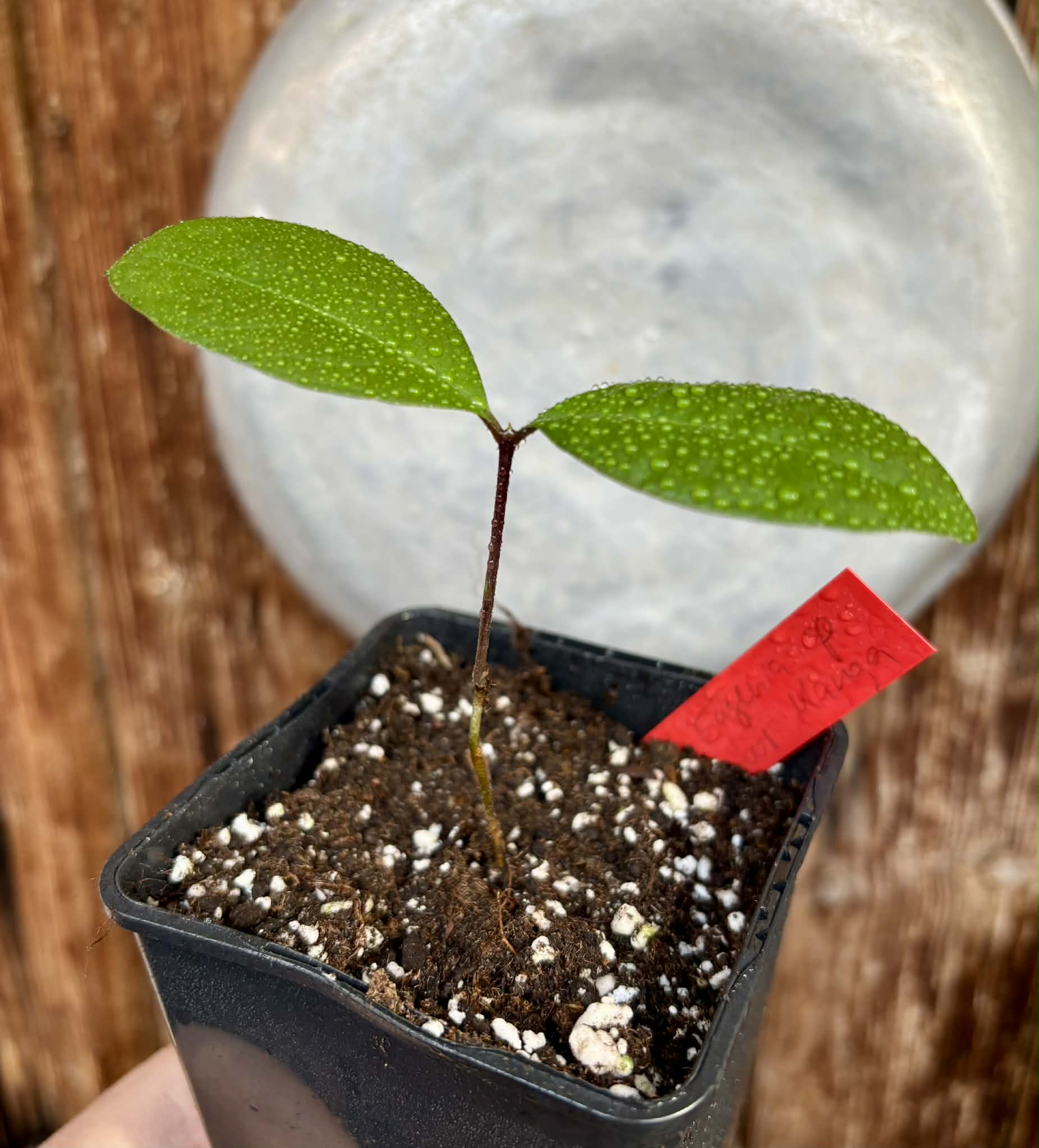 Eugenia sp Sabor Manga - 1 potted seedling / 1 getopfter Sämling