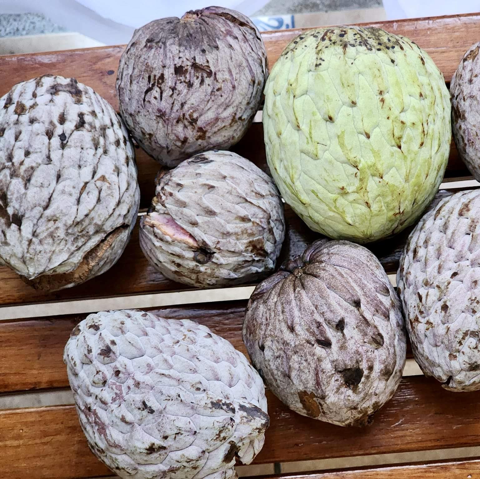 Ilama (Annona macroprophyllata) - 1 fresh seed / 1 frischer Samen